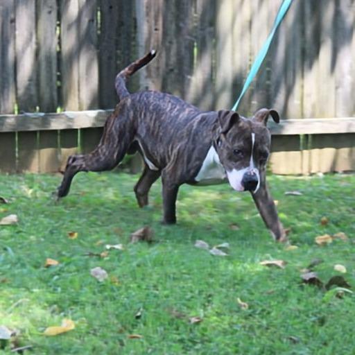 Enlarge Shakey, a Adoptable mixed breed in Madisonville, KY image 4/6