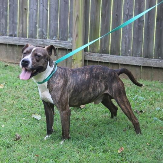Enlarge Shakey, a Adoptable mixed breed in Madisonville, KY image 5/6