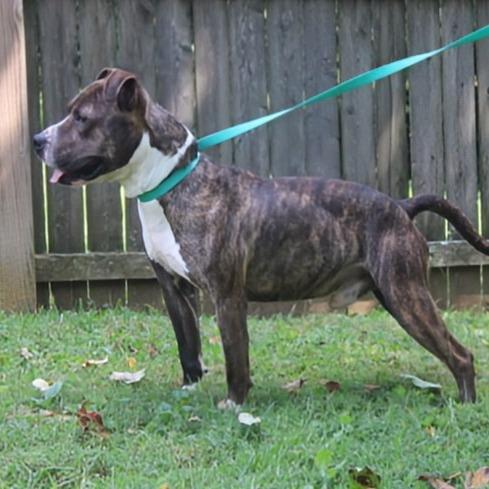Enlarge Shakey, a Adoptable mixed breed in Madisonville, KY image 6/6