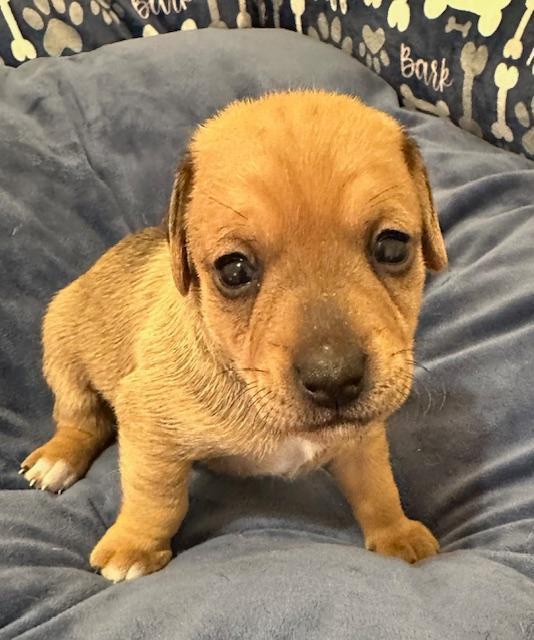 Enlarge Puppy Rudolph  -  Las Vegas, a Adoptable mixed breed in Los Angeles, CA image 2/2