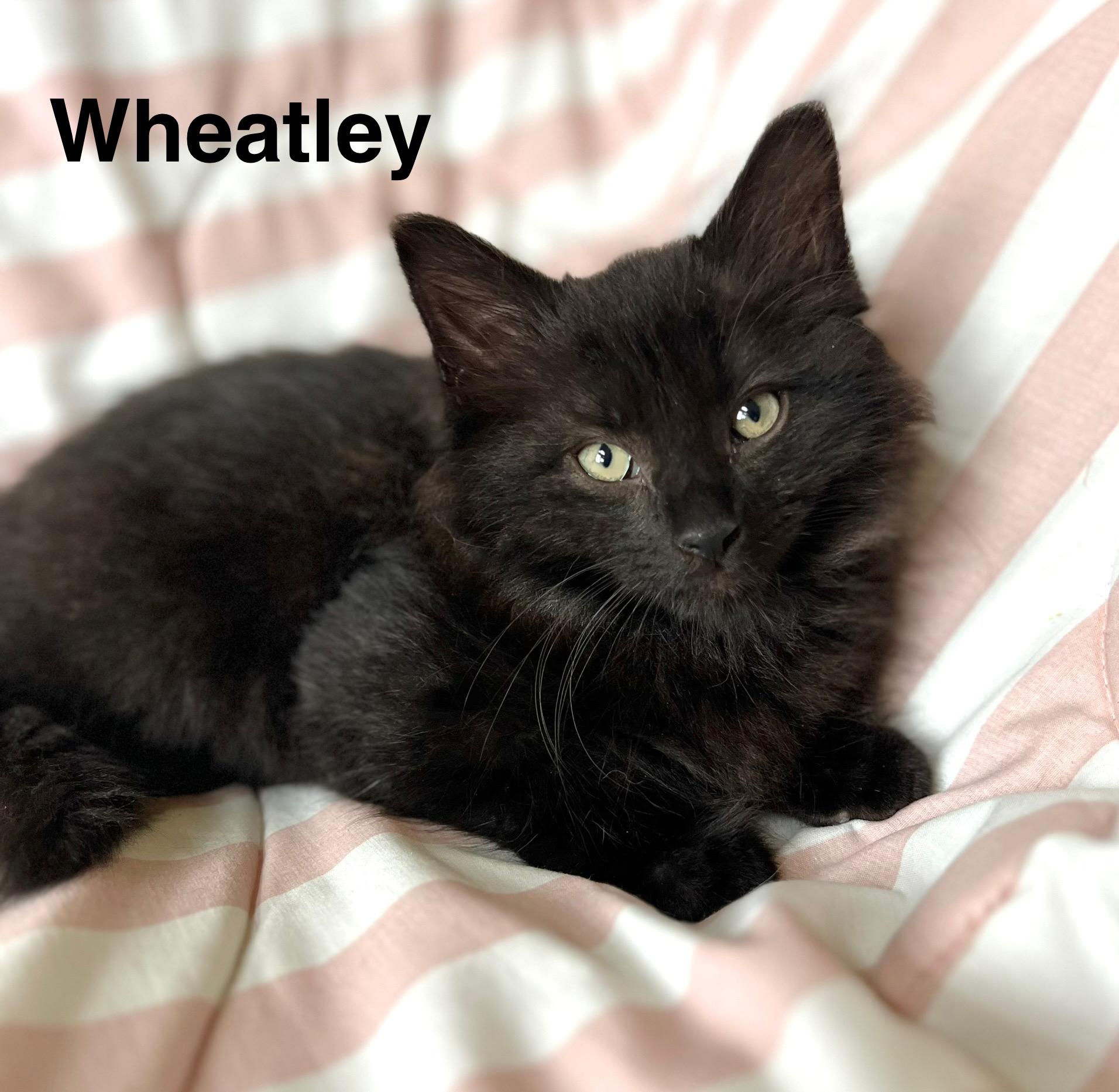 Wheatley