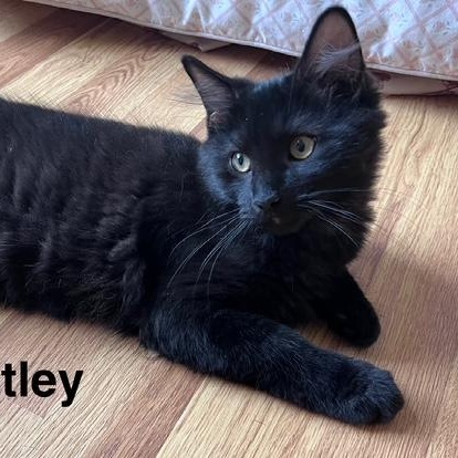 Wheatley