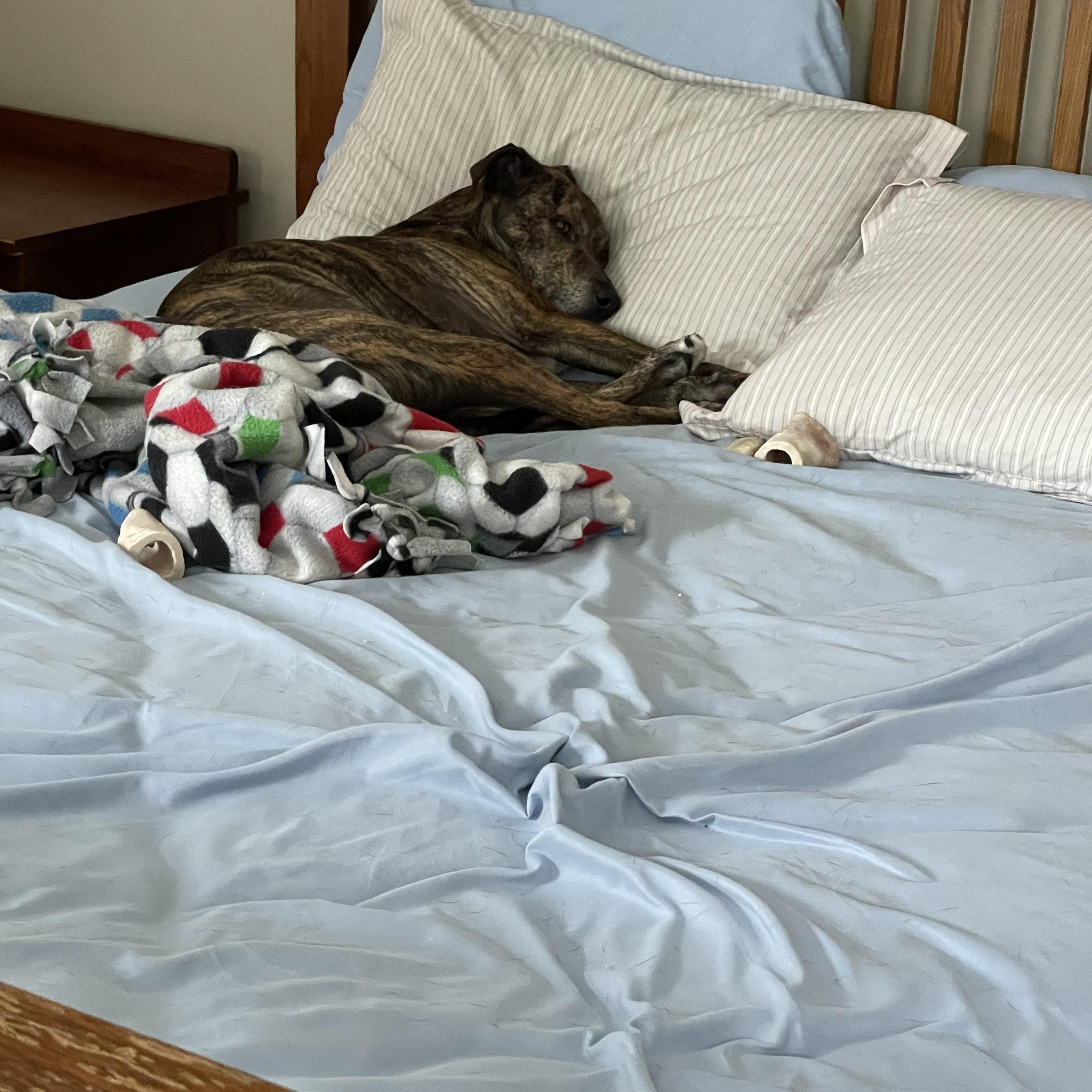 Enlarge DEAN, an adopted mixed breed in Chicopee, MA image 1/5