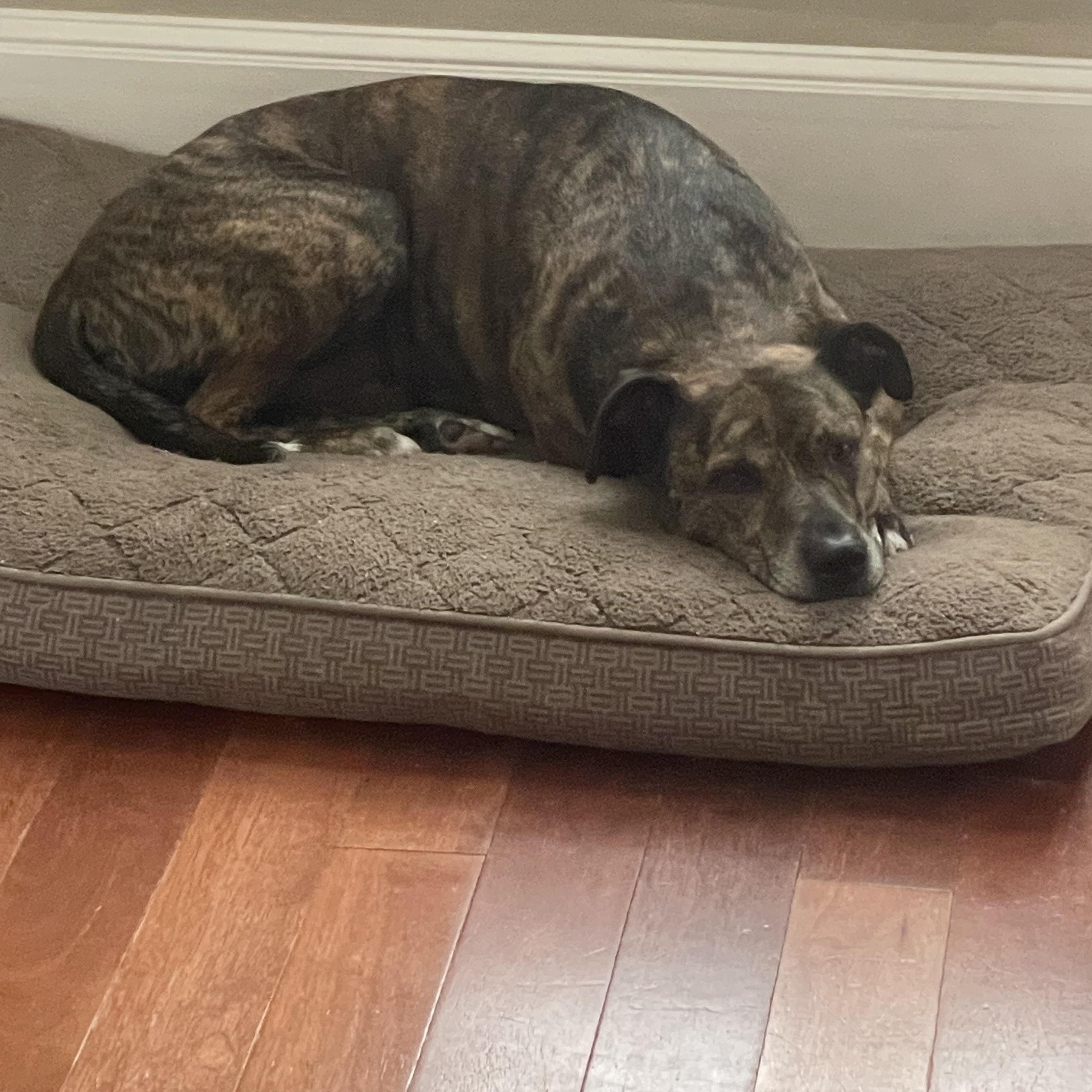 Enlarge DEAN, an adopted mixed breed in Chicopee, MA image 2/5