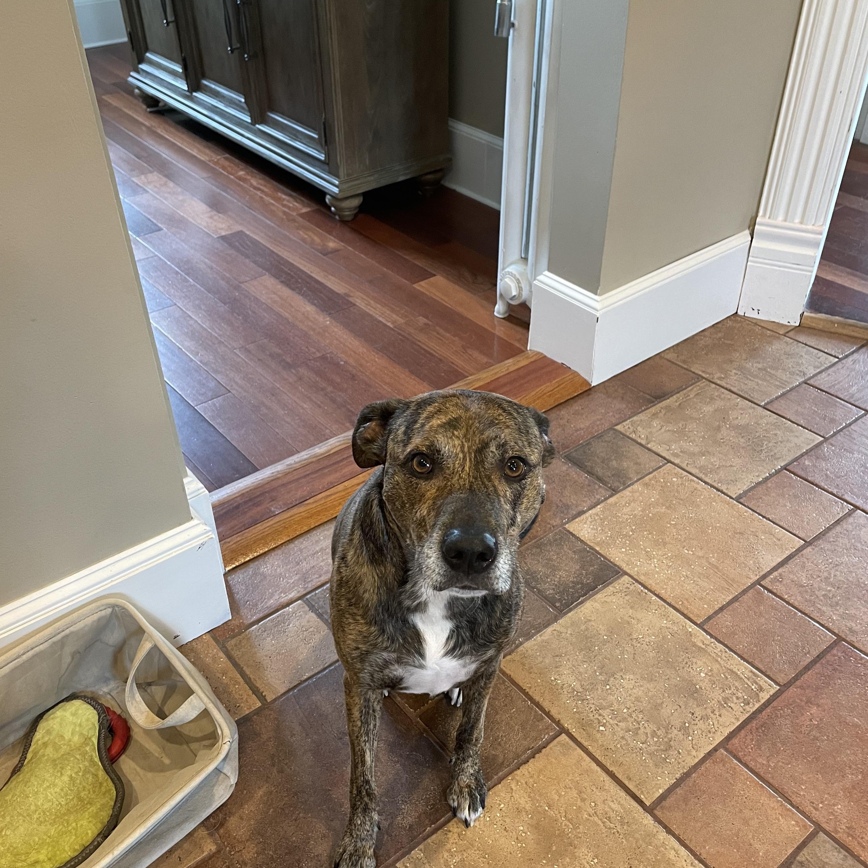 DEAN, adopted, Adult Male Plott Hound.