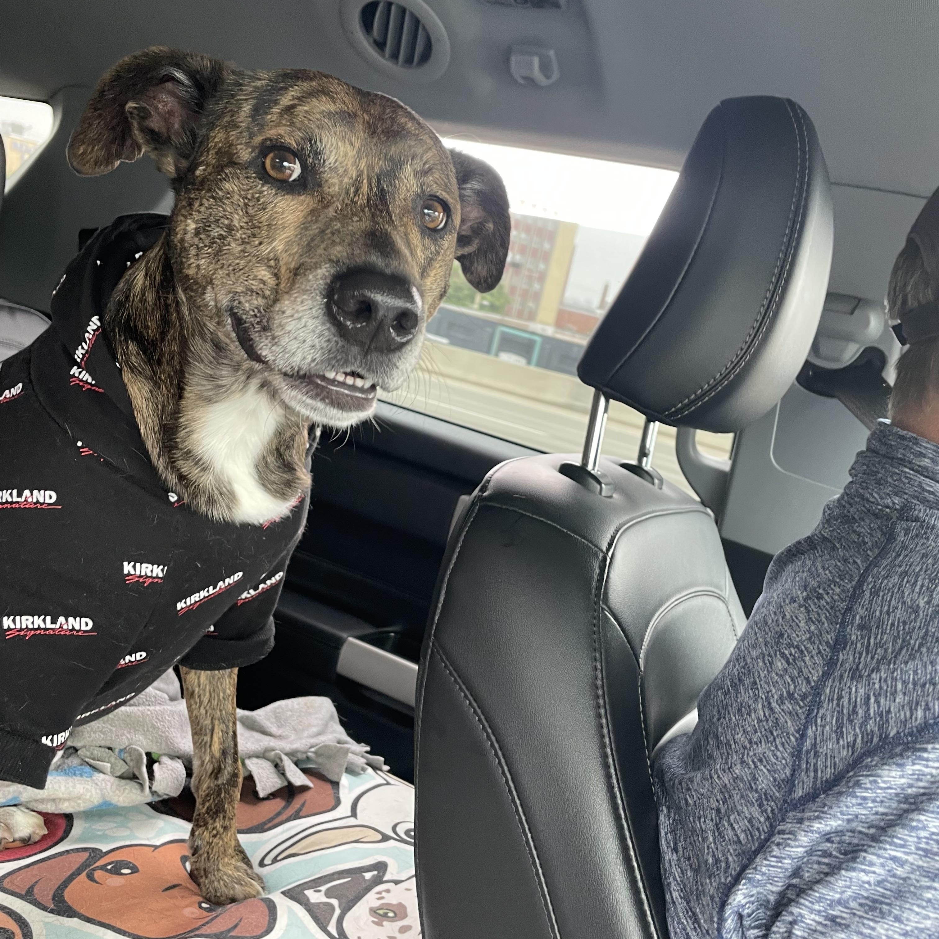 Enlarge DEAN, an adopted mixed breed in Chicopee, MA image 5/5