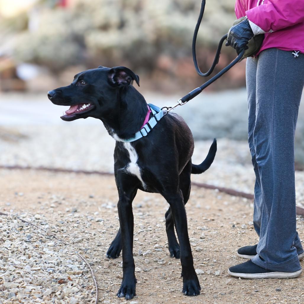 Shasta, Adoptable, Young Female Black Labrador Retriever.