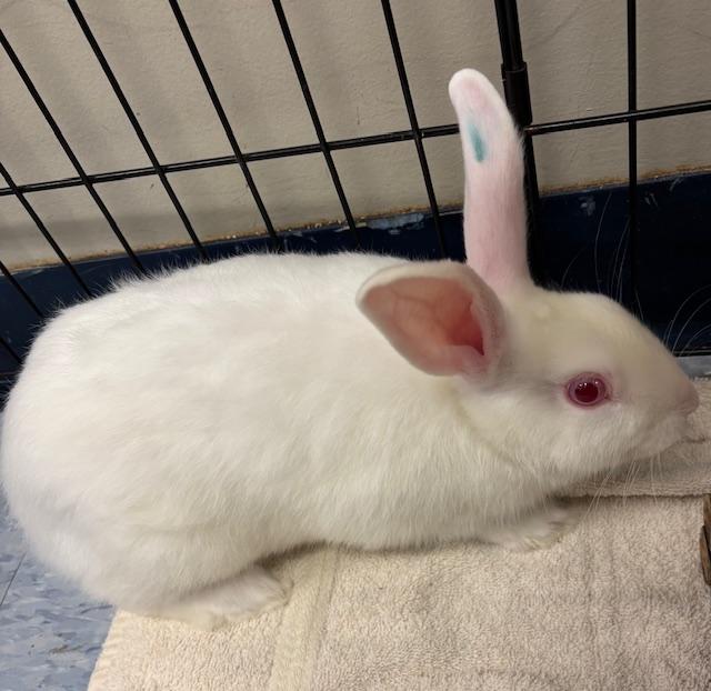 Crumb, a Adoptable Florida White in Alliston, ON image 1/2