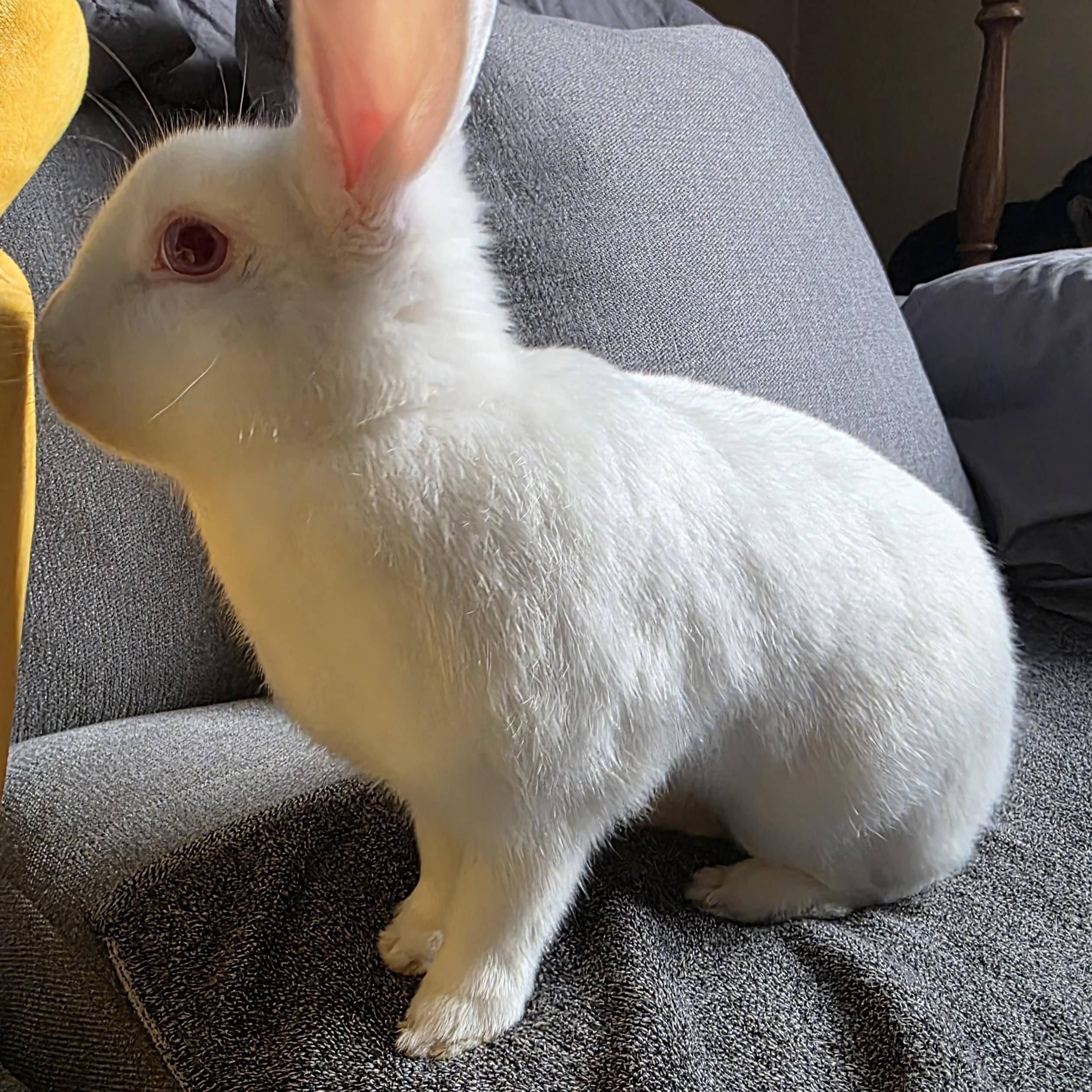 Crumb, a Adoptable Florida White in Everett, ON image 4/6