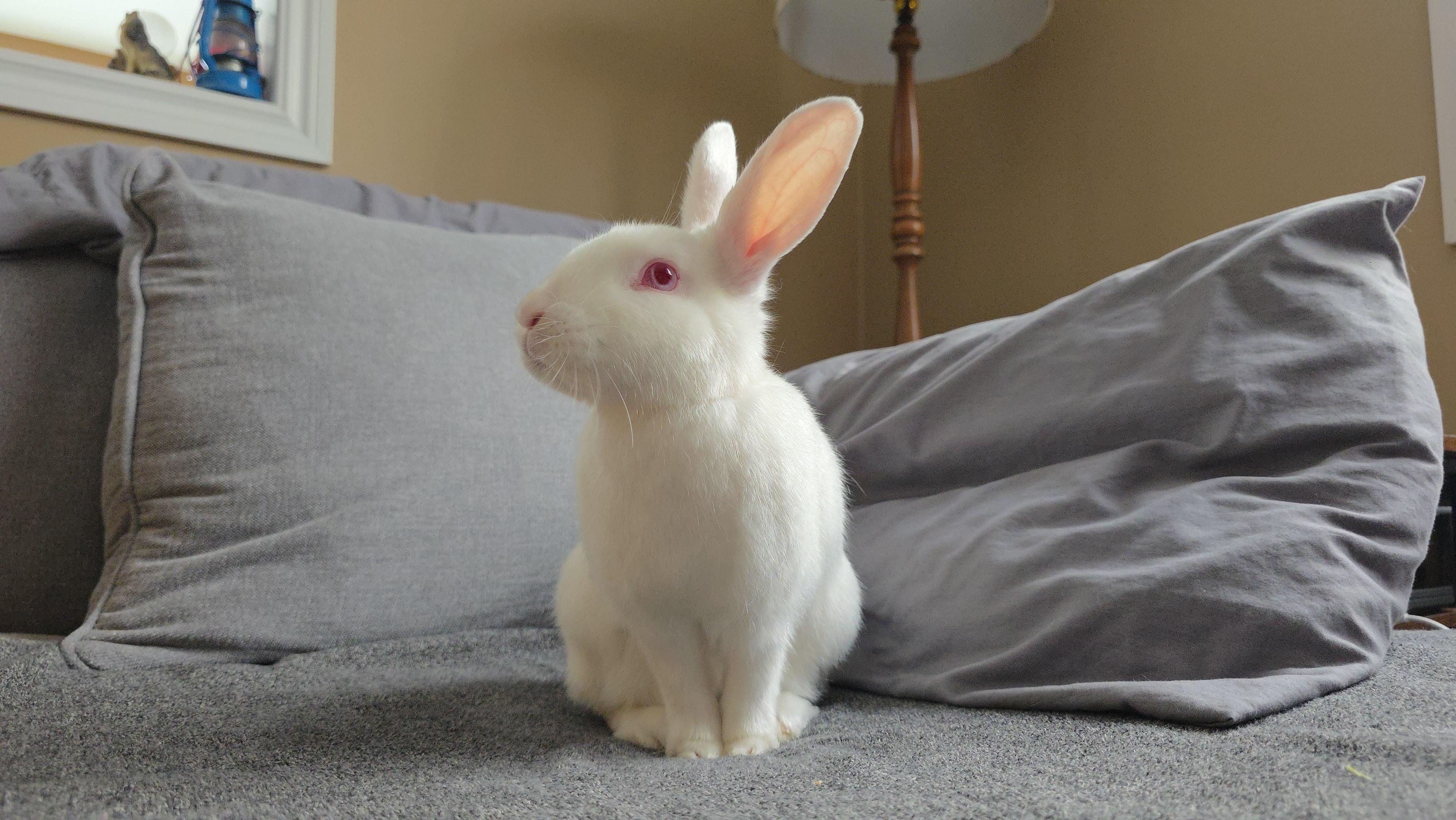 Crumb, a Adoptable Florida White in Everett, ON image 3/6