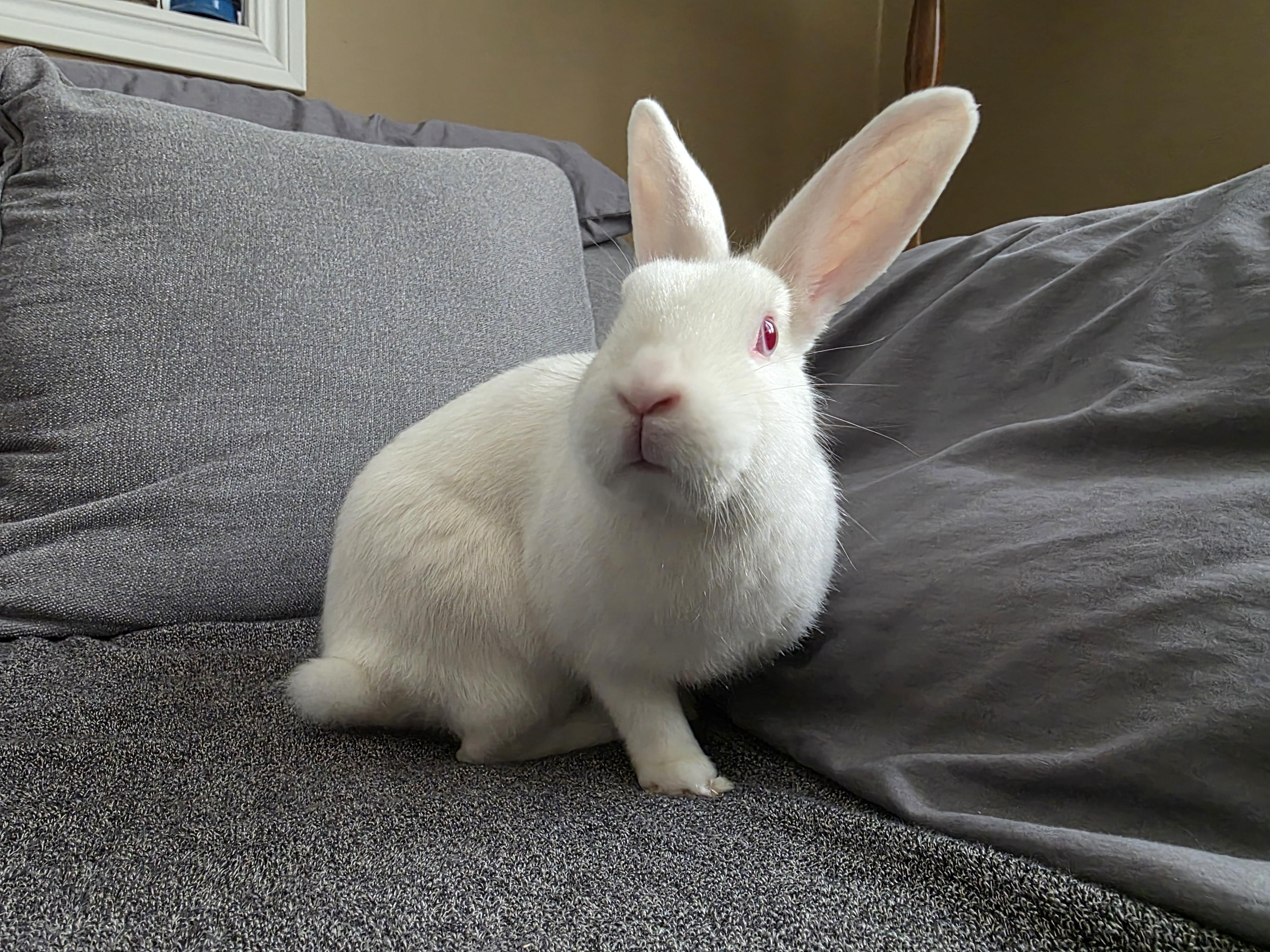 Crumb, a Adoptable Florida White in Everett, ON image 2/6