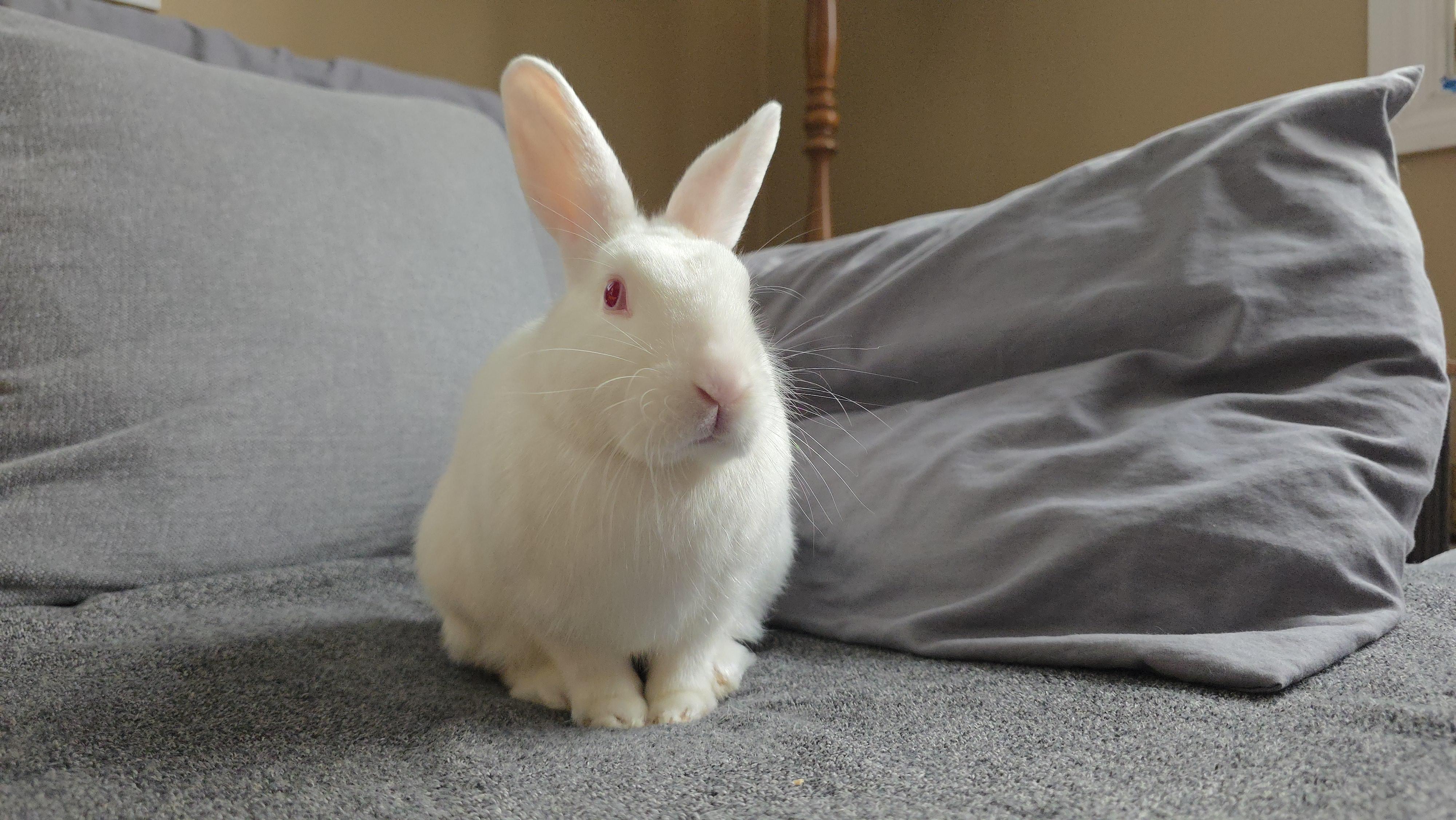 Crumb, a Adoptable Florida White in Everett, ON image 6/6
