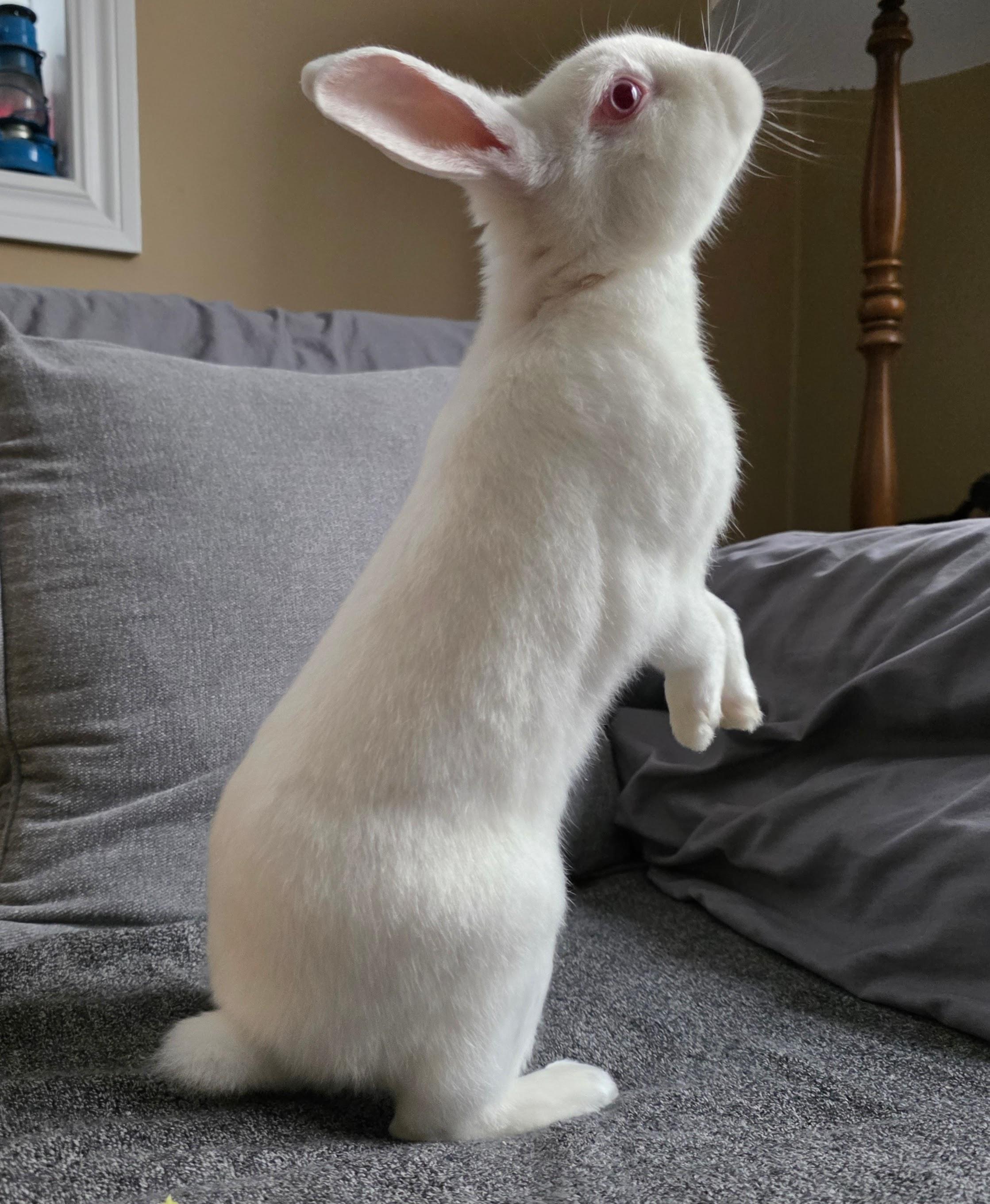 Crumb, Adoptable, Adult Female Florida White.