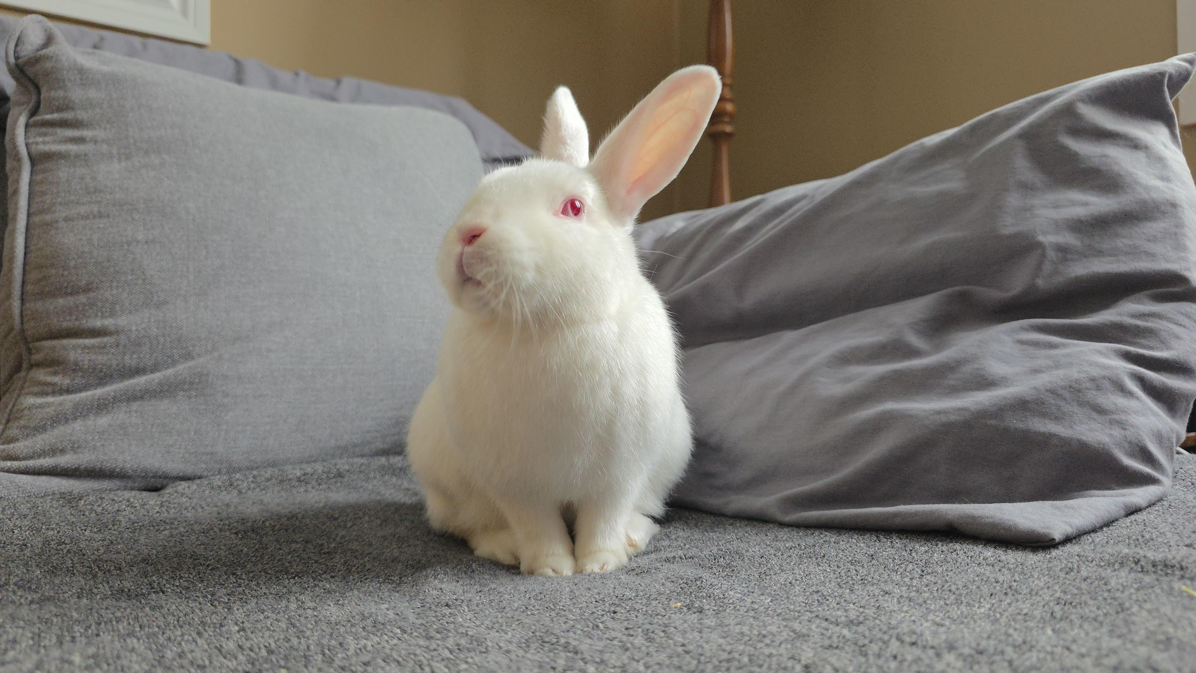 Crumb, a Adoptable Florida White in Everett, ON image 5/6