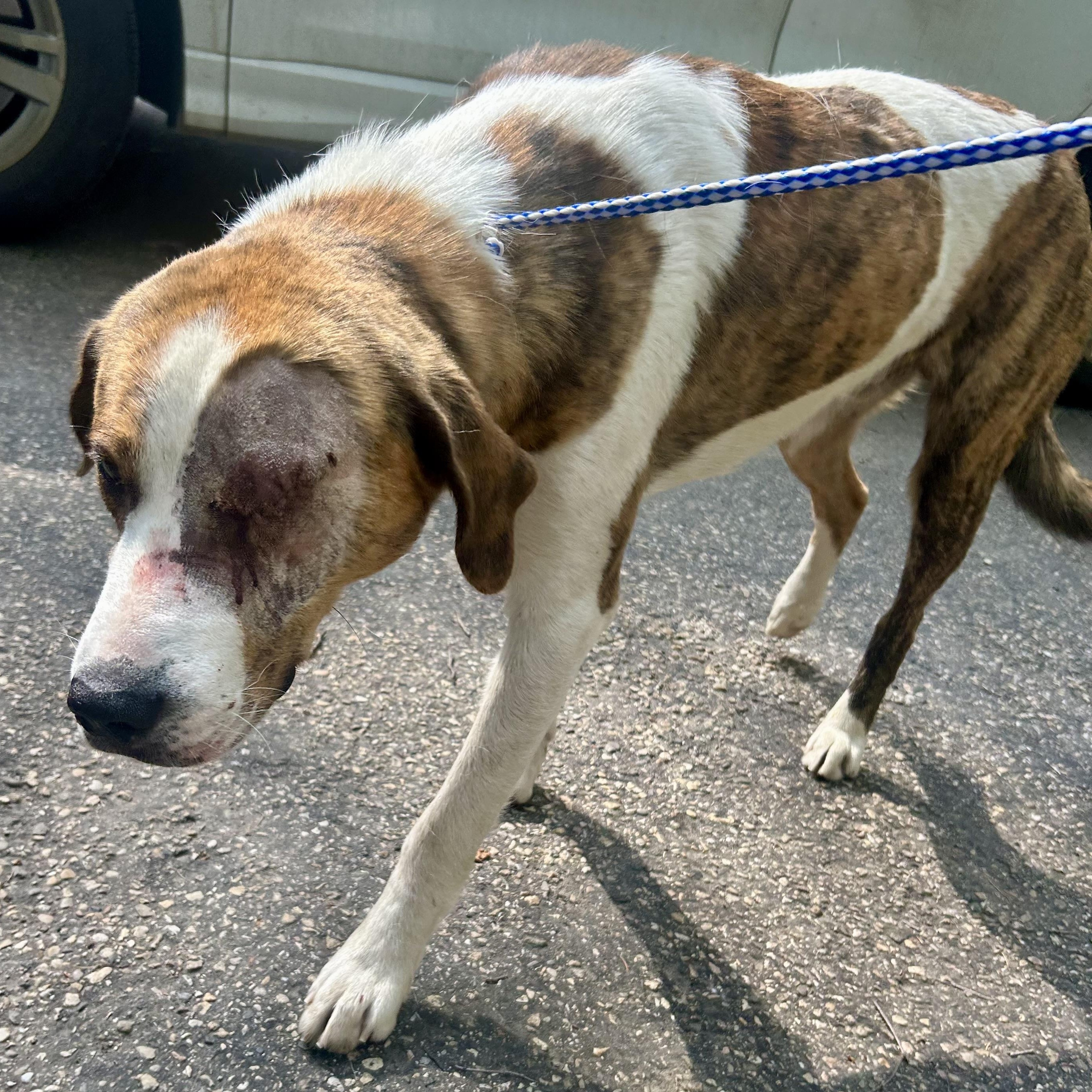Homer (One Eye), an adoptable Coonhound in Edmonton, AB, T5Y 3N6 | Photo Image 1
