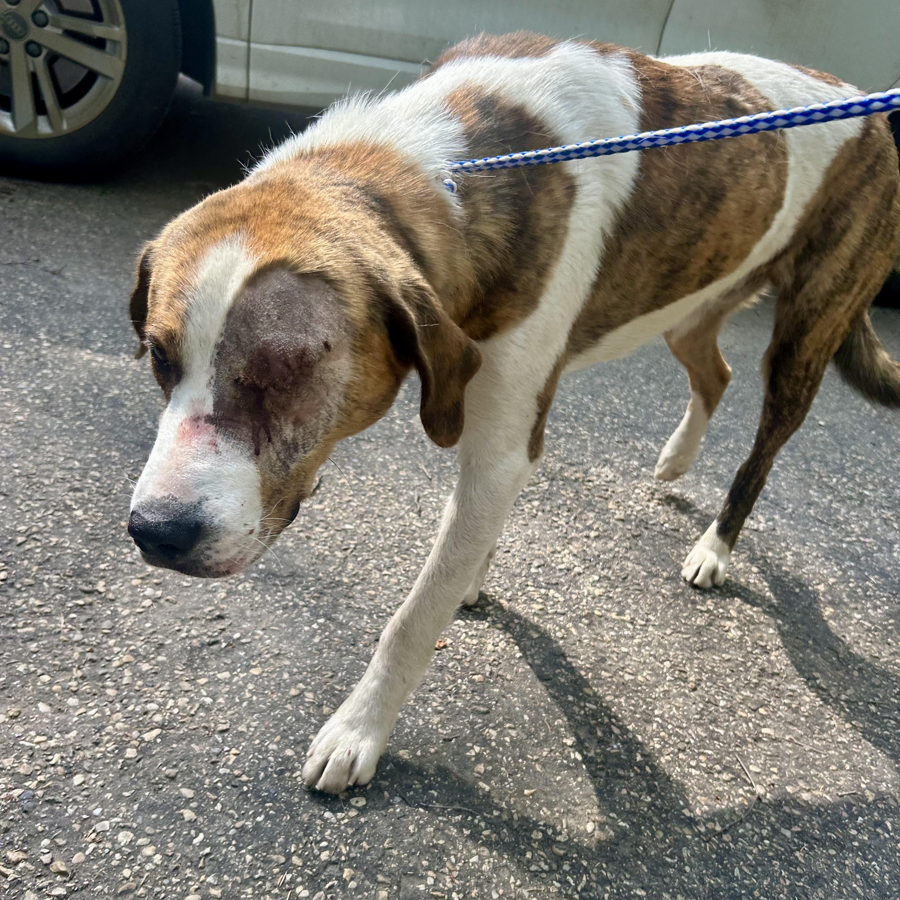 Homer (One Eye), an adoptable Coonhound in Edmonton, AB, T5Y 3N6 | Photo Image 1