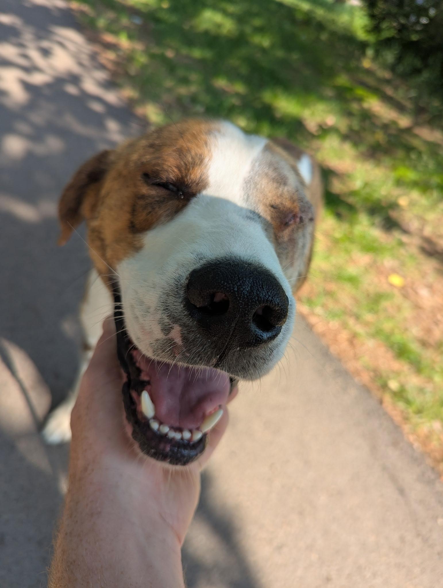 Homer (One Eye), an adoptable Coonhound in Edmonton, AB, T5Y 3N6 | Photo Image 2