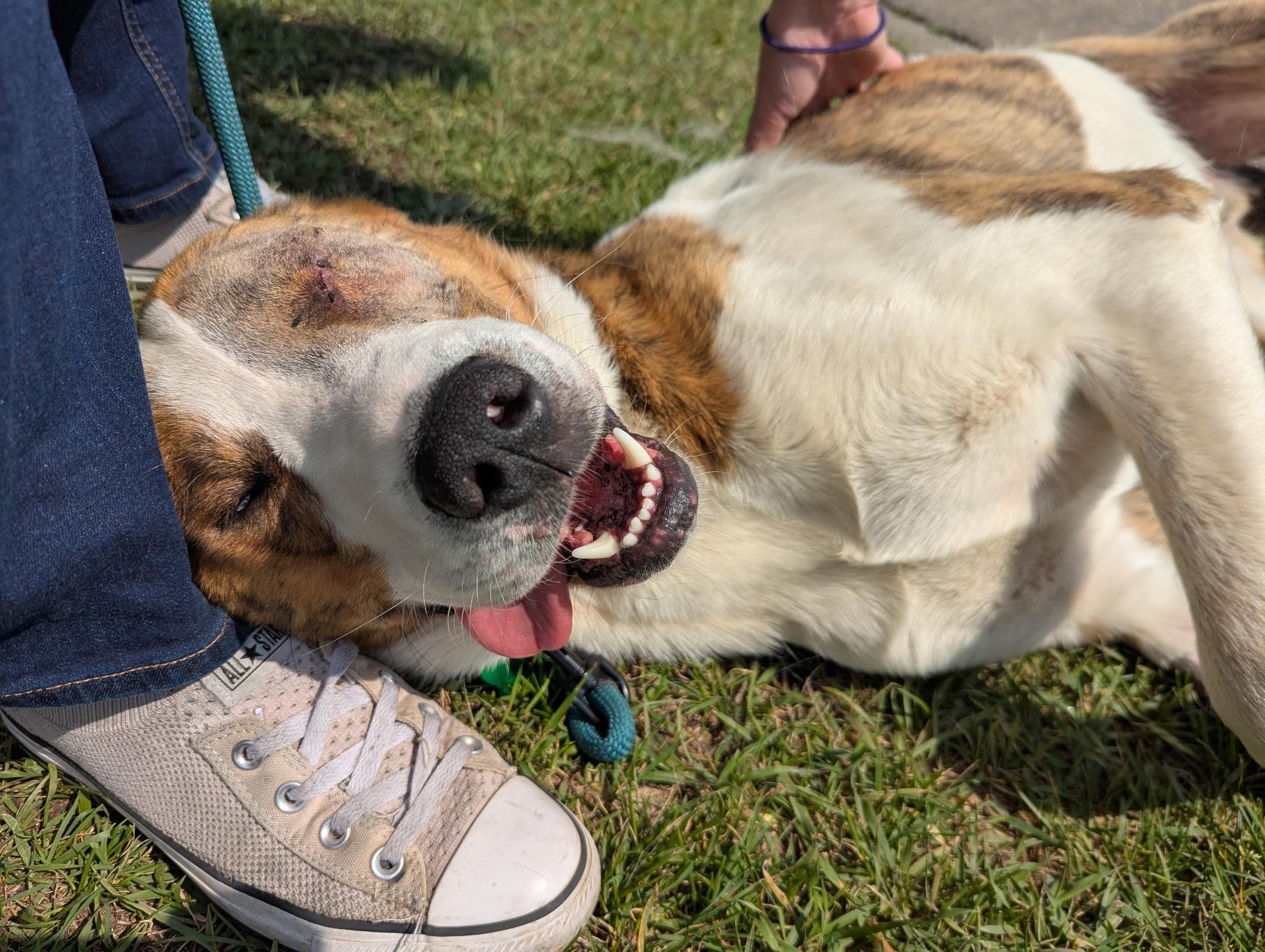 Homer (One Eye), an adoptable Coonhound in Edmonton, AB, T5Y 3N6 | Photo Image 3