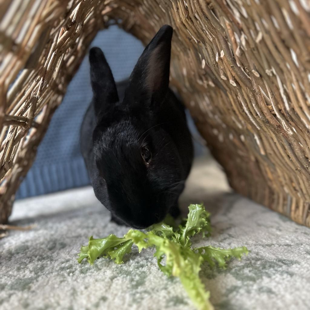 Charlie, Adoptable, Adult Male Satin.