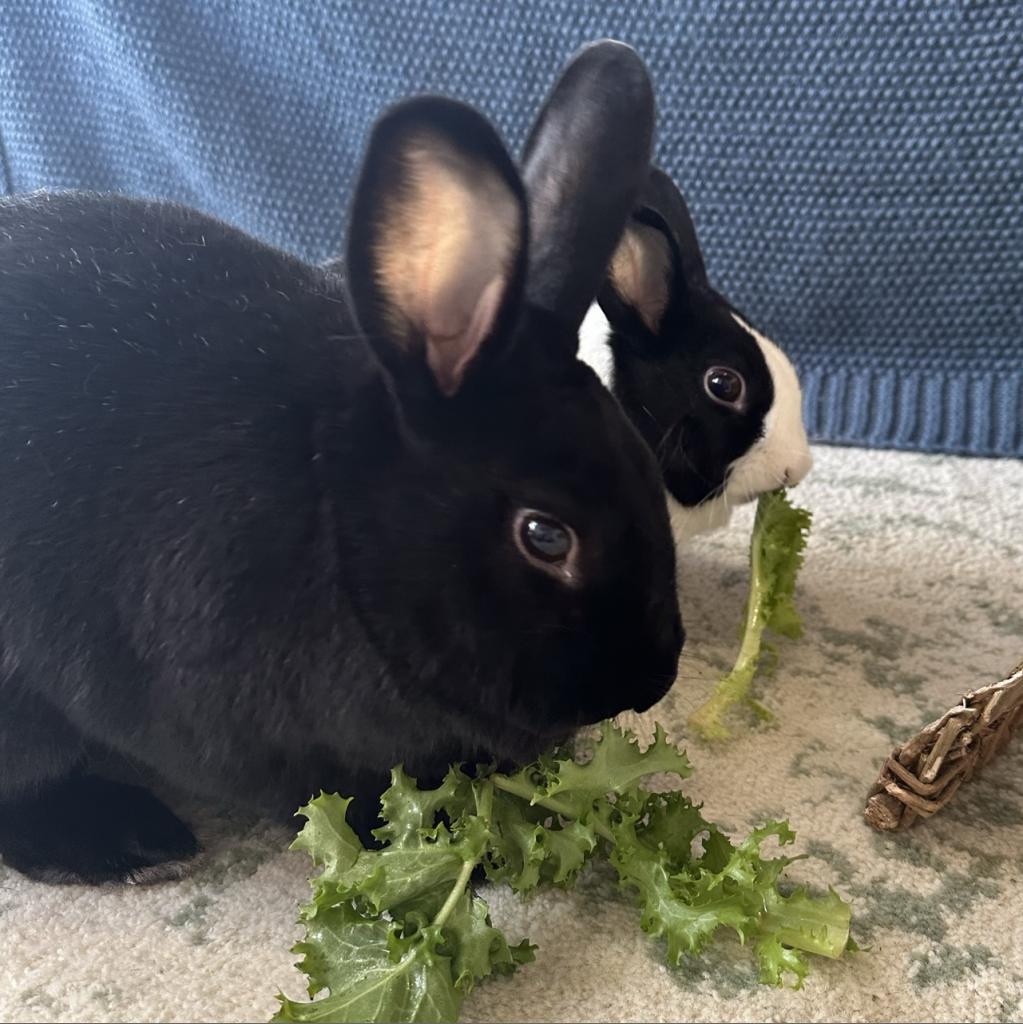 Enlarge Charlie, a Adoptable Satin in Chicago, IL image 2/6