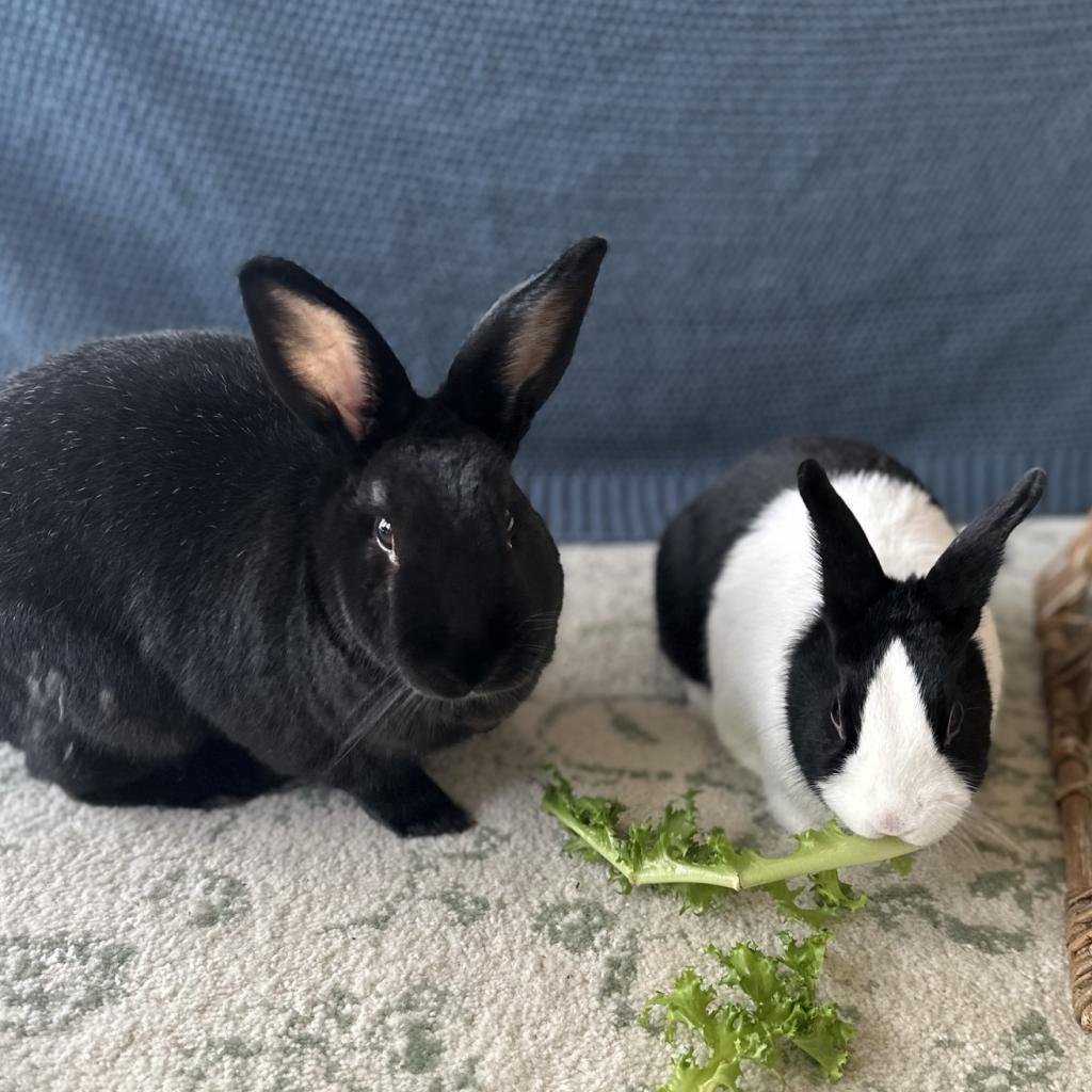 Enlarge Charlie, a Adoptable Satin in Chicago, IL image 3/6