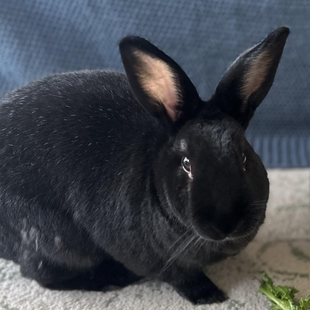 Enlarge Charlie, a Adoptable Satin in Chicago, IL image 4/6