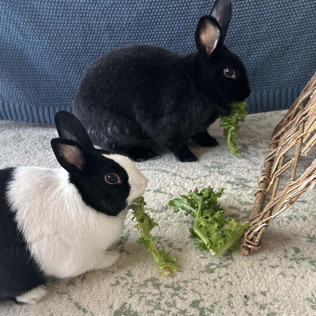 Enlarge Charlie, a Adoptable Satin in Chicago, IL image 5/6