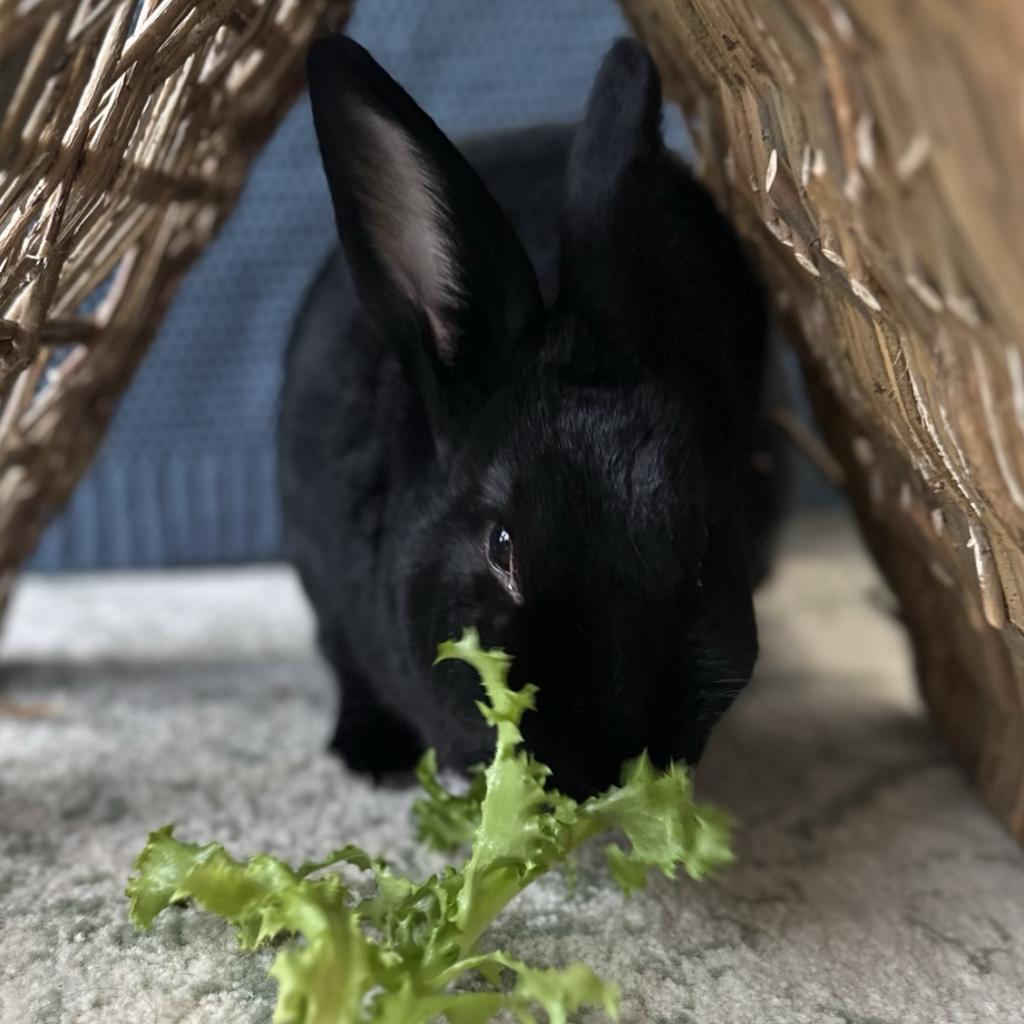 Enlarge Charlie, a Adoptable Satin in Chicago, IL image 6/6