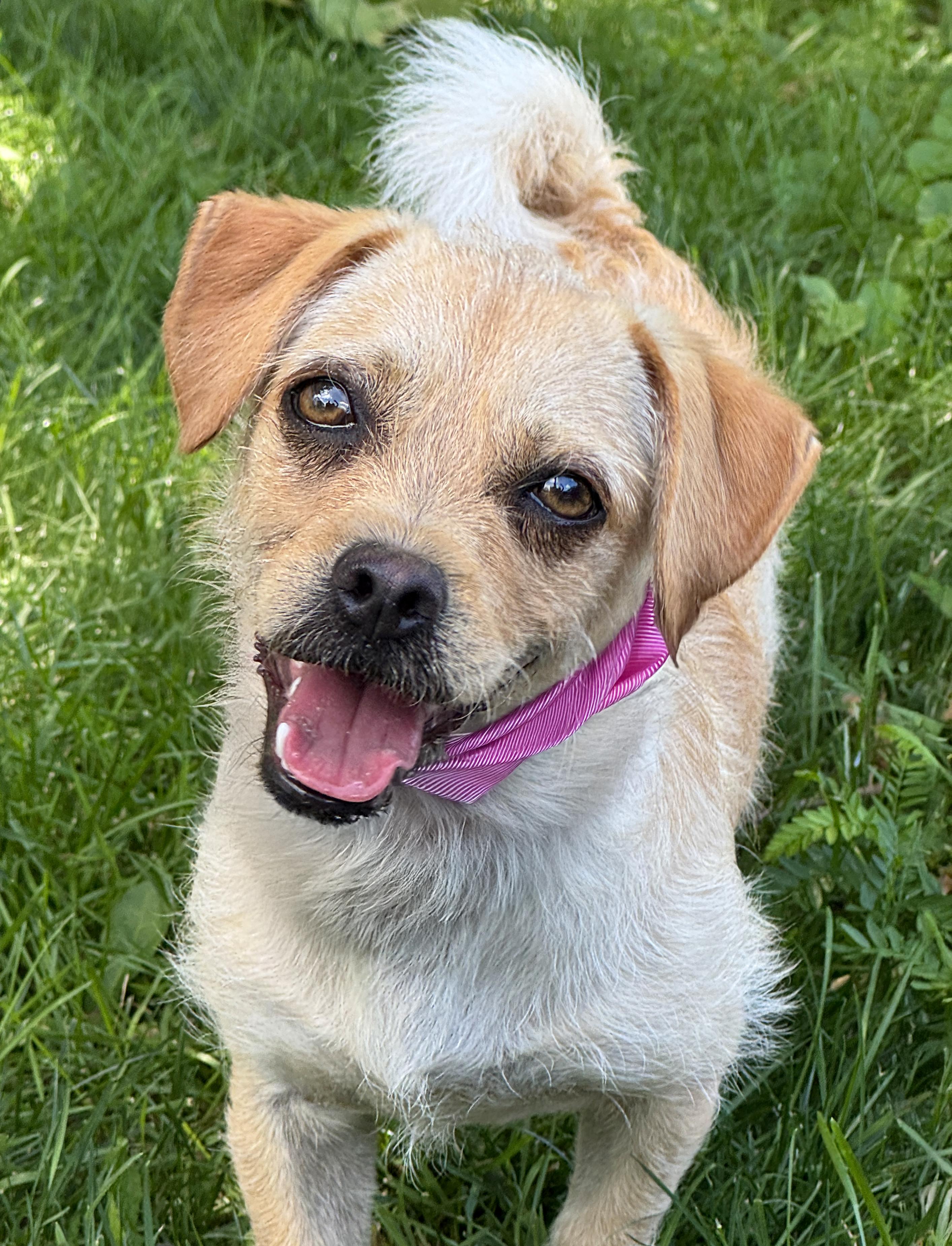 Rikko, an adopted mixed breed in Anderson, IN image 2/3