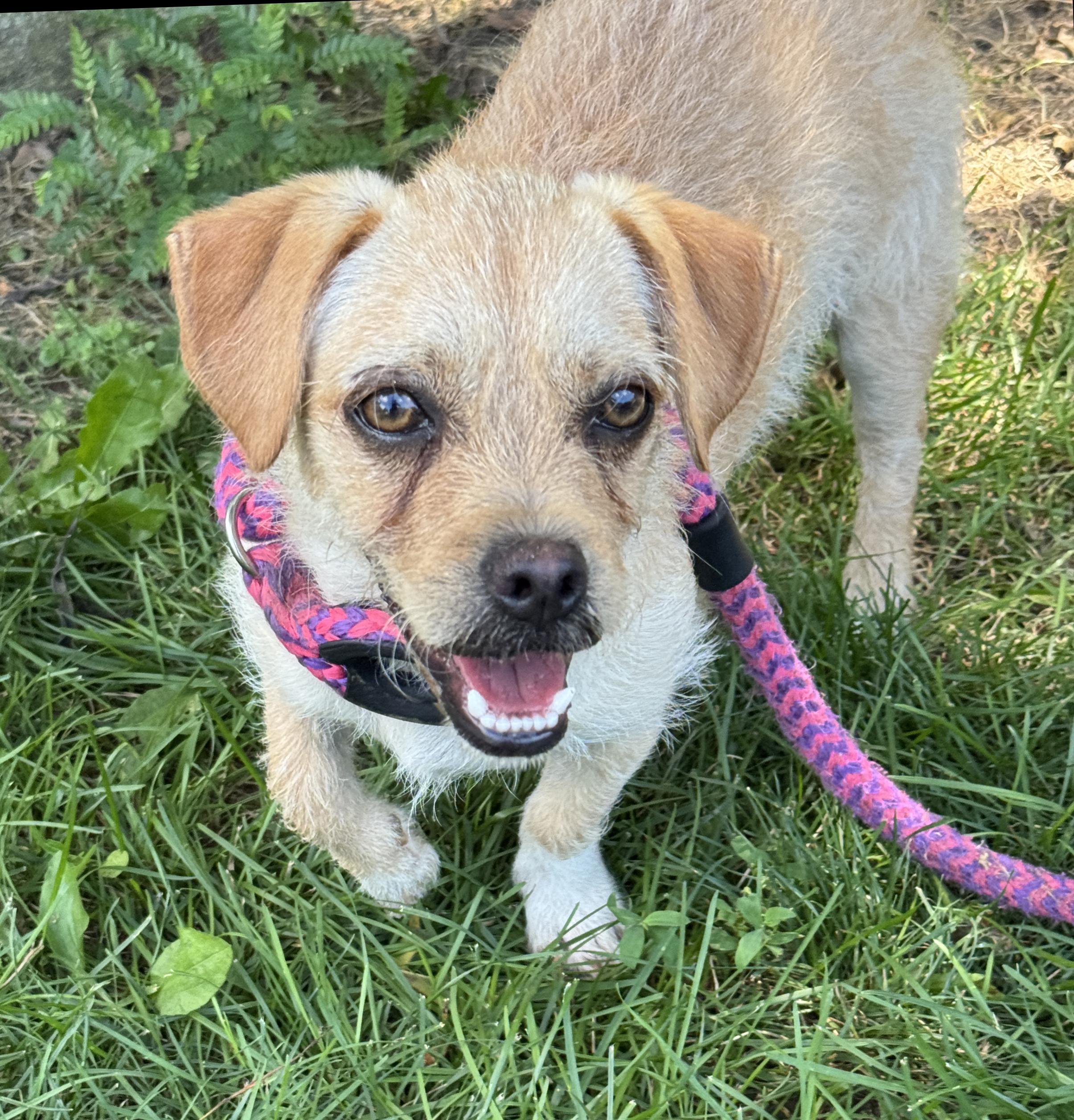 Rikko, an adopted mixed breed in Anderson, IN image 3/3
