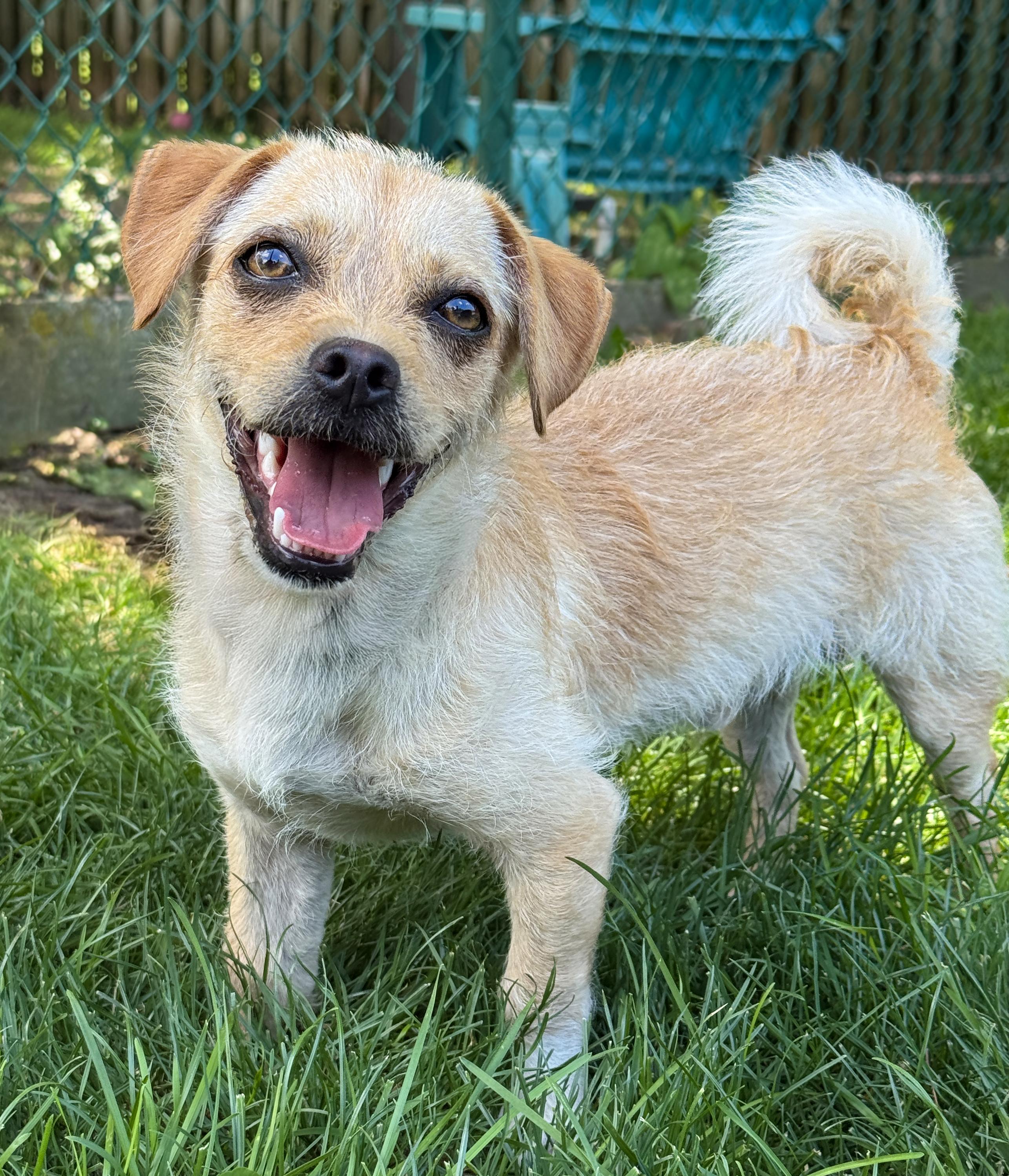 Rikko, an adopted mixed breed in Anderson, IN image 1/3