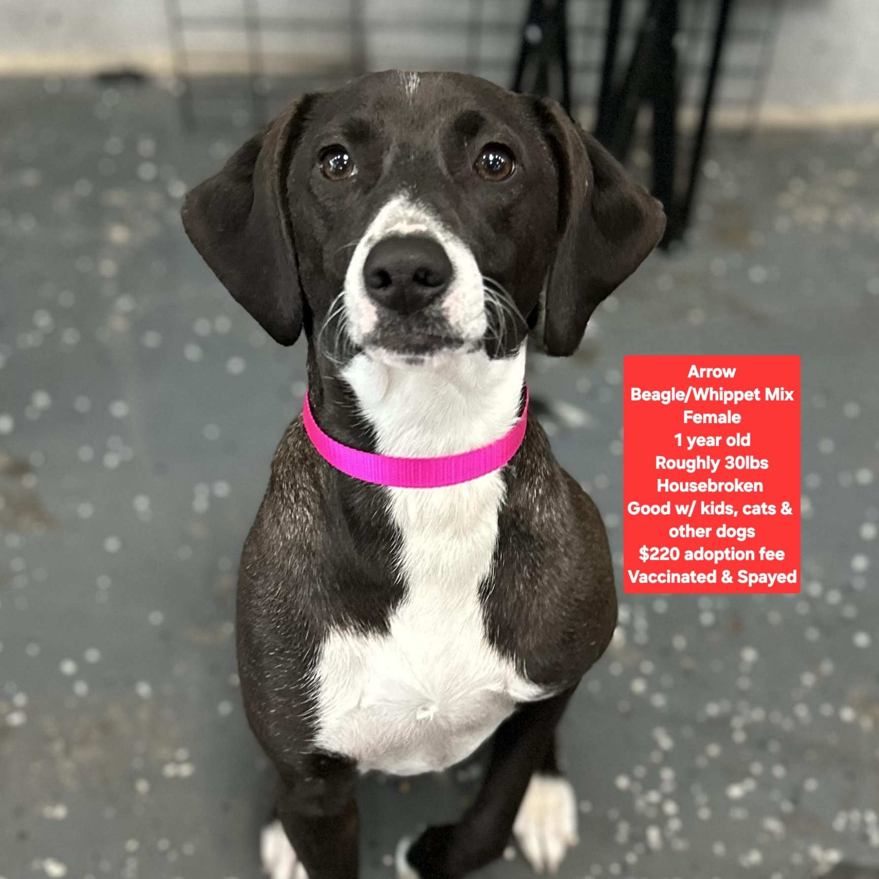 Arrow, ADOPTABLE, Young Female Beagle & Whippet.