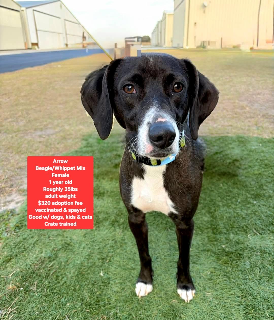 Enlarge Arrow, a ADOPTABLE mixed breed in Oviedo, FL image 1/1
