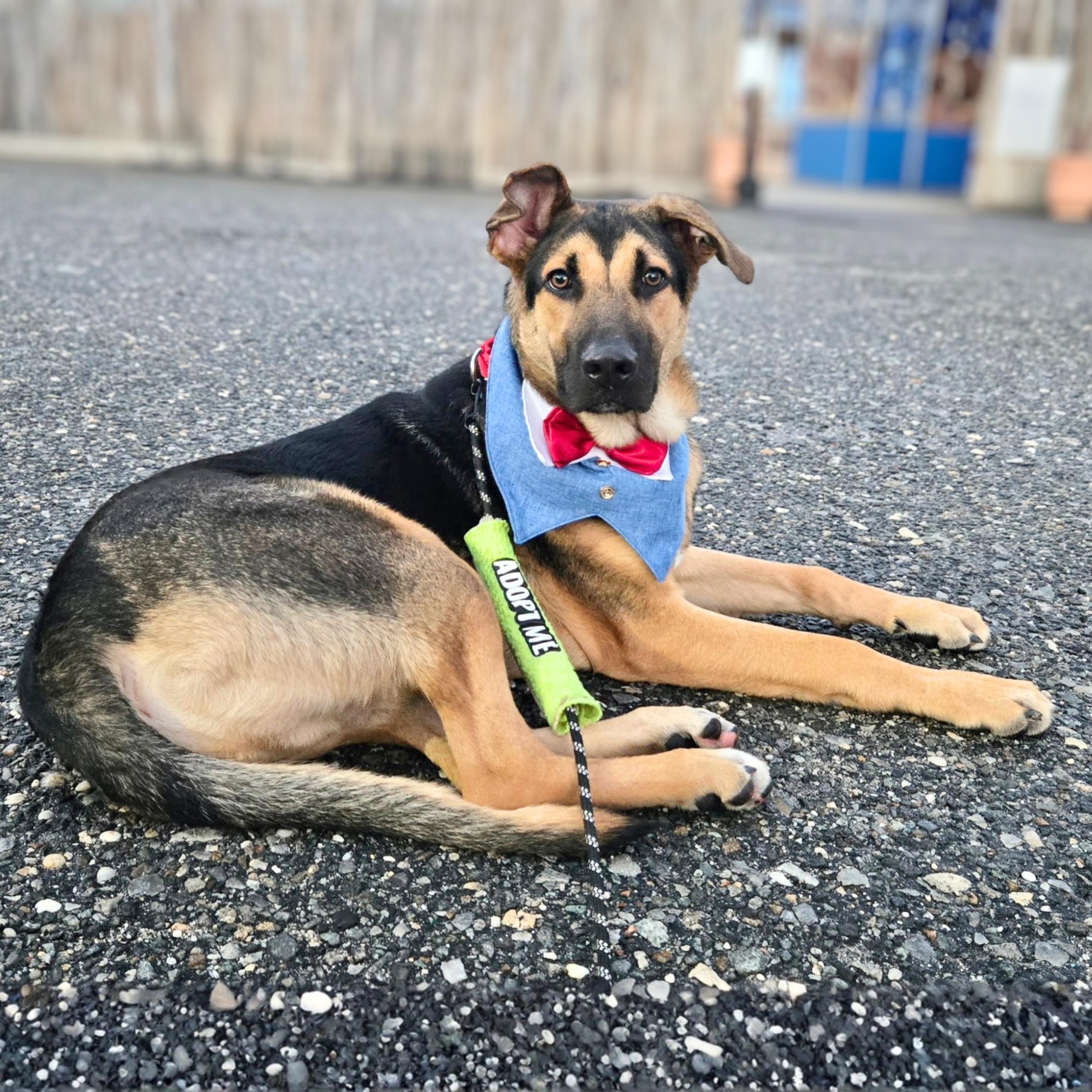 Dance Break, Adoptable, Young Male German Shepherd Dog.