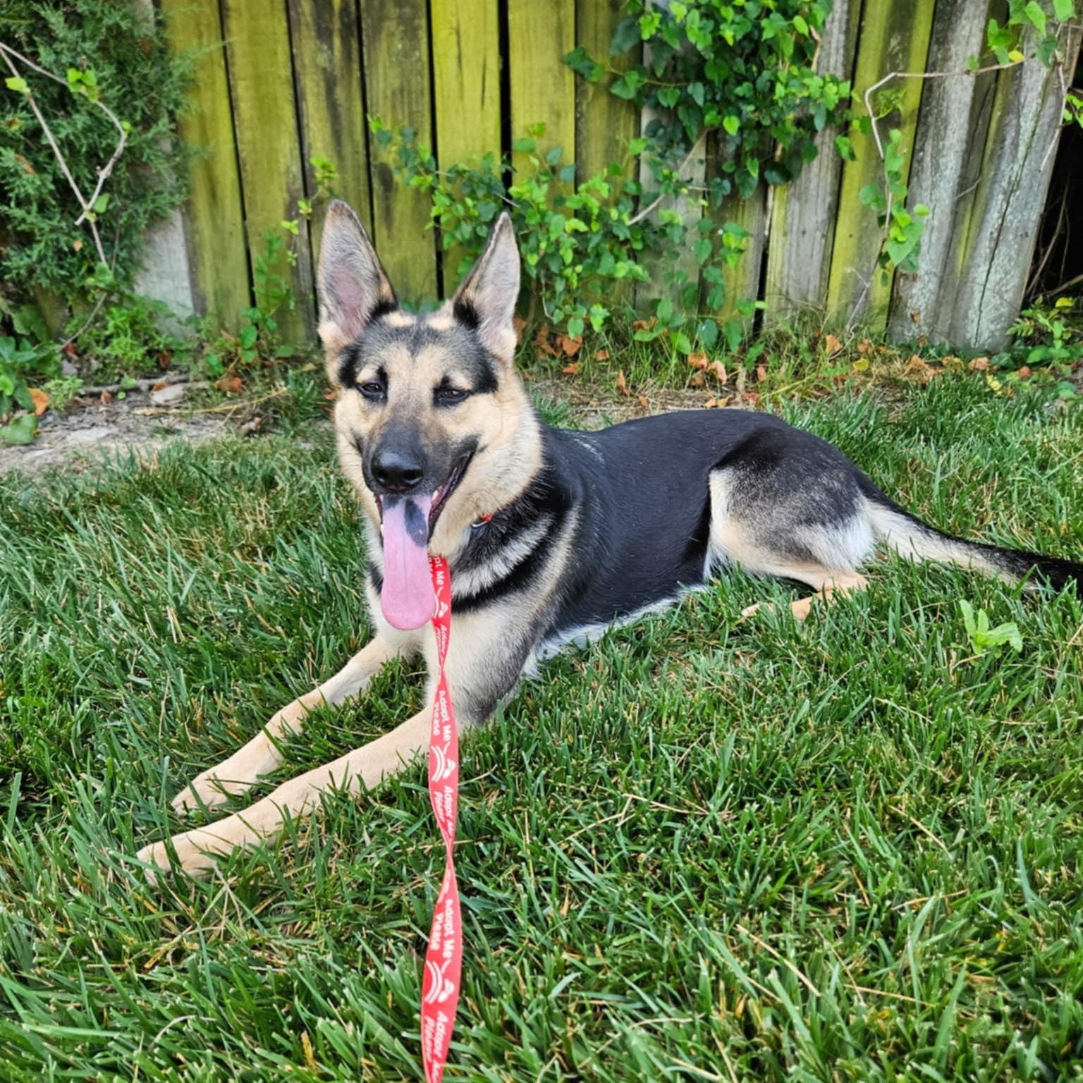 Willow 1