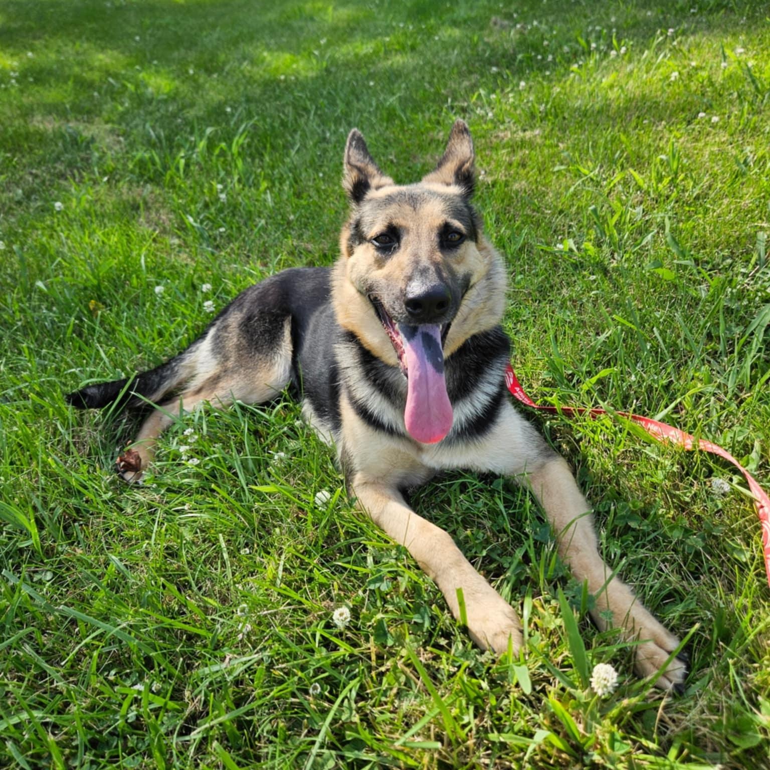 Willow 2