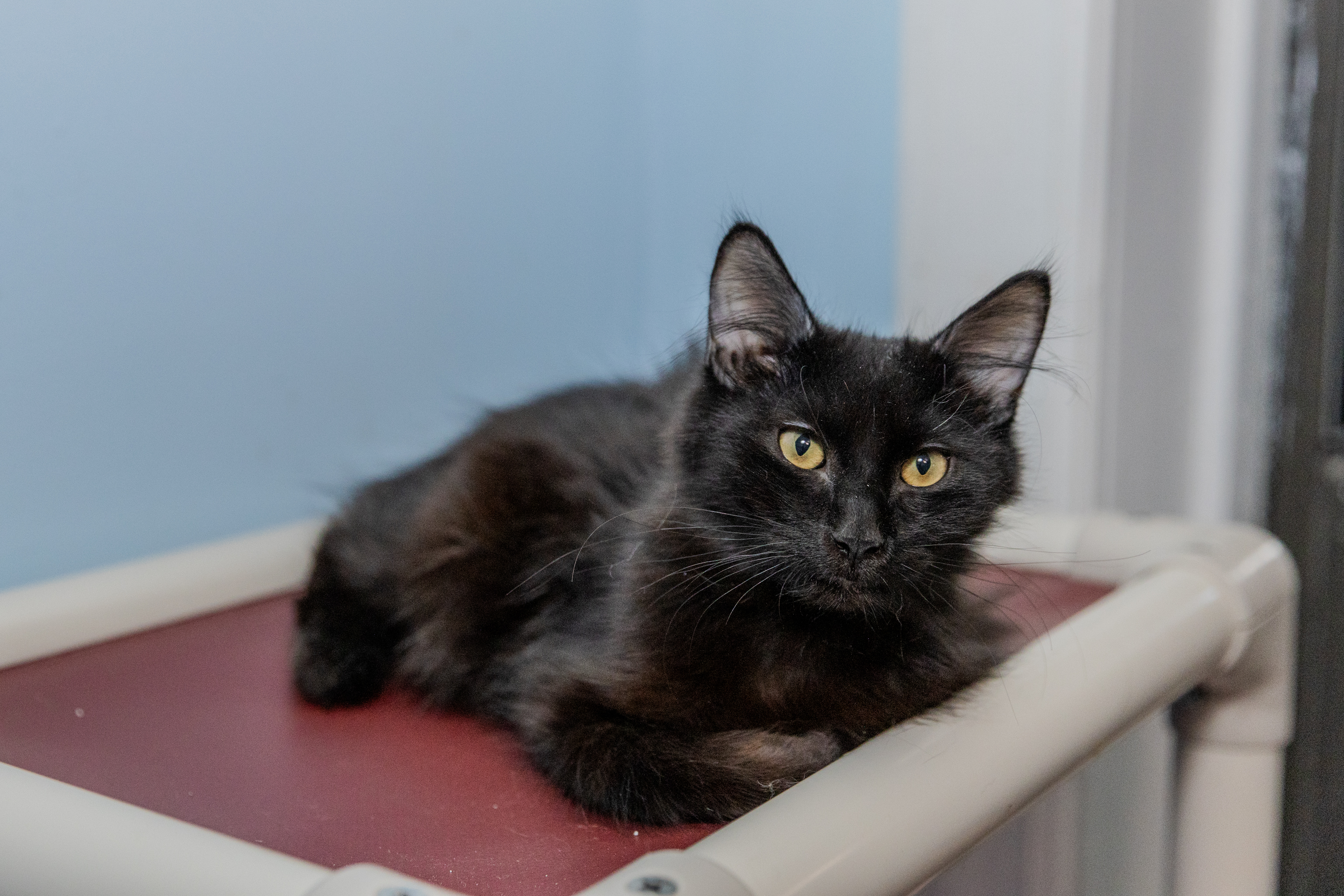 Enlarge Lotus, a Adopted Maine Coon in Chicago, IL image 2/2