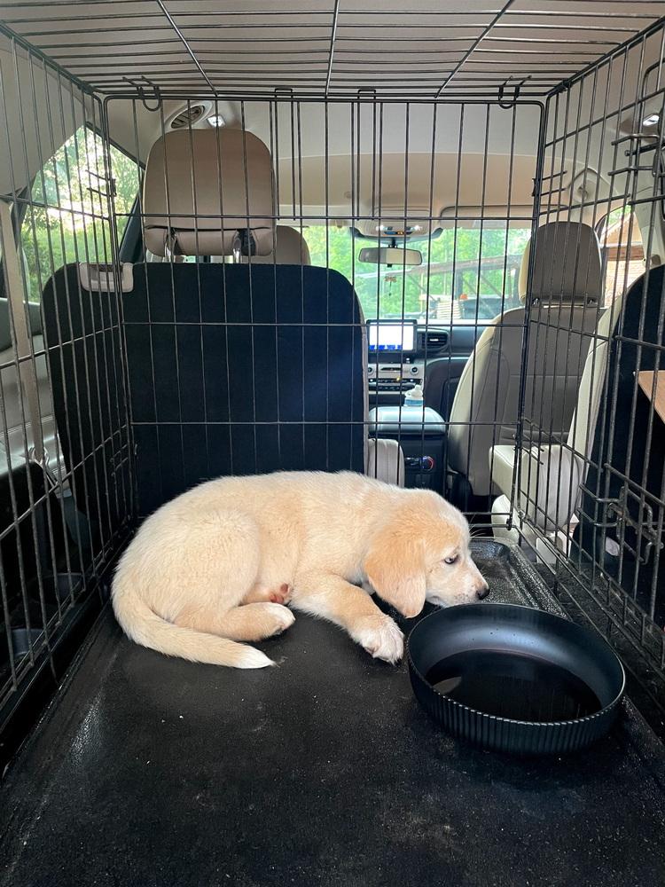Conroye / Tolly, Adopted, Puppy Male Labrador Retriever & Mixed Breed.