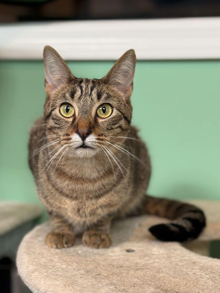 Enlarge Mott, a Adoptable Domestic Short Hair in Ferndale, MI image 2/6