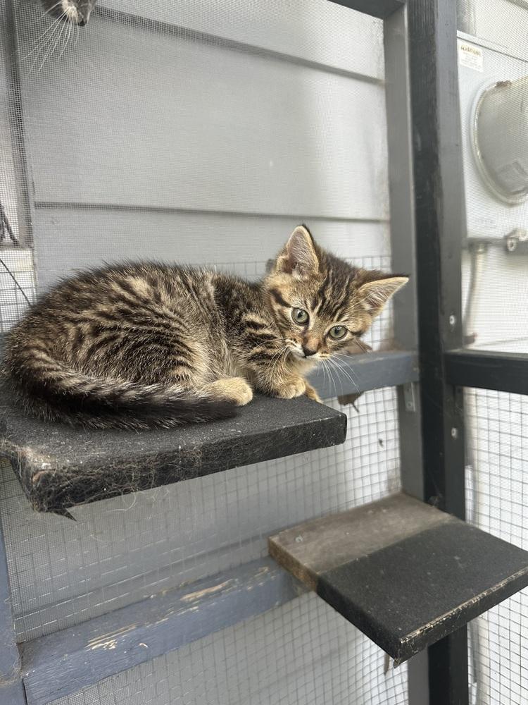 Enlarge Mott, a Adoptable Domestic Short Hair in Ferndale, MI image 3/6