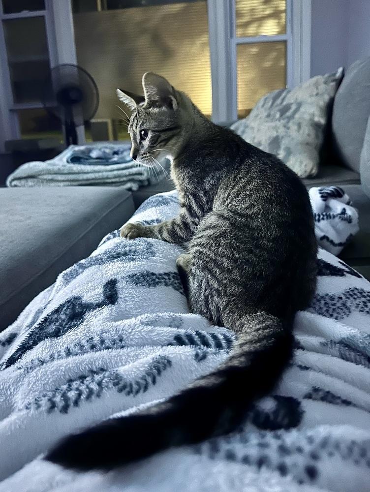 Enlarge Mott, a Adoptable Domestic Short Hair in Ferndale, MI image 4/6