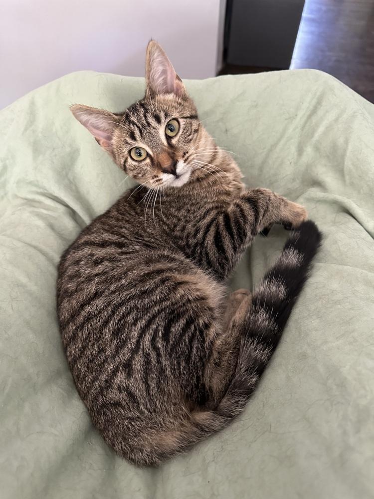 Enlarge Mott, a Adoptable Domestic Short Hair in Ferndale, MI image 5/6