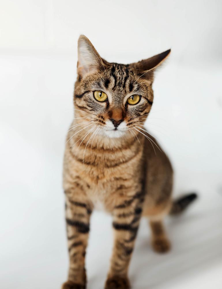 Enlarge Mott, a Adoptable Domestic Short Hair in Ferndale, MI image 6/6