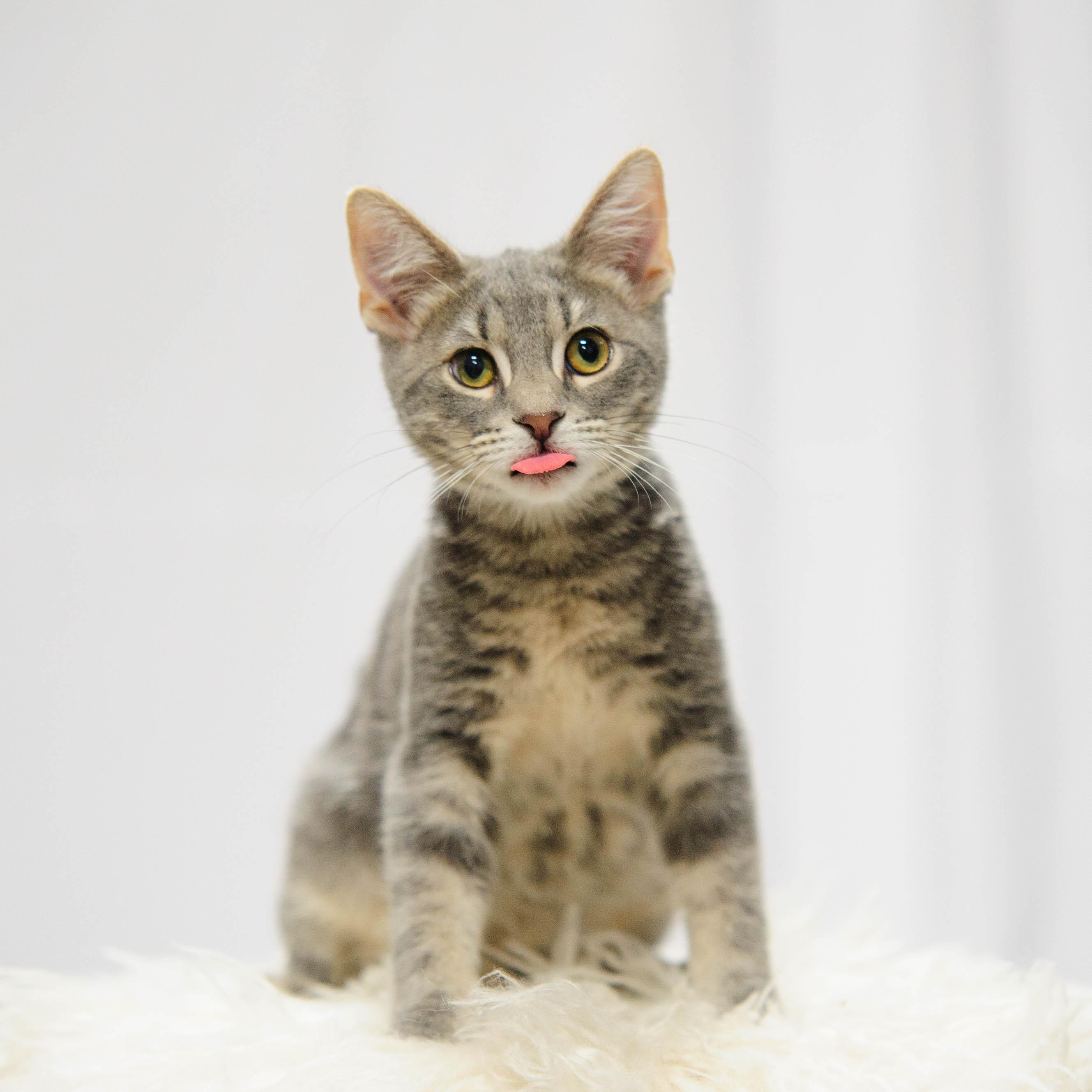 Enlarge Silco, a Adoptable Domestic Short Hair in Farmington, MN image 2/4