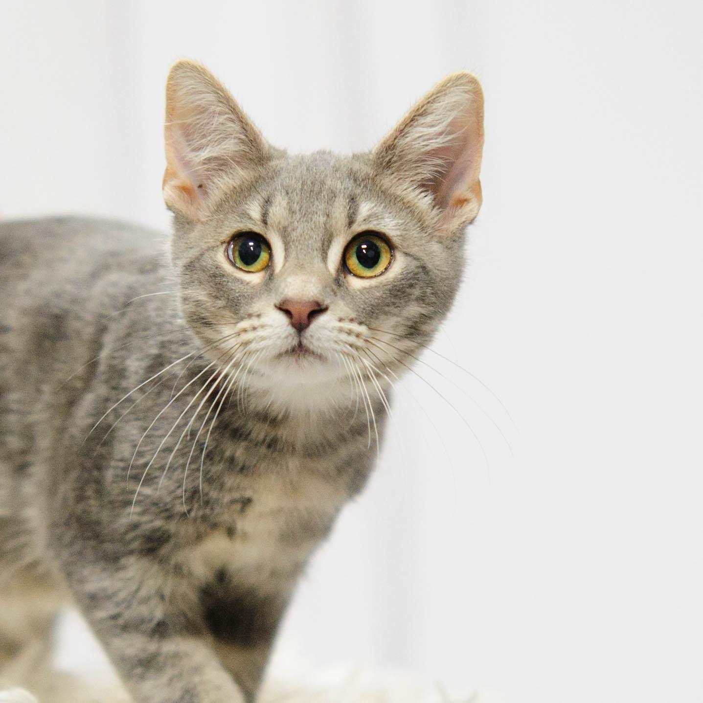 Silco, Adoptable, Kitten Male Domestic Short Hair.