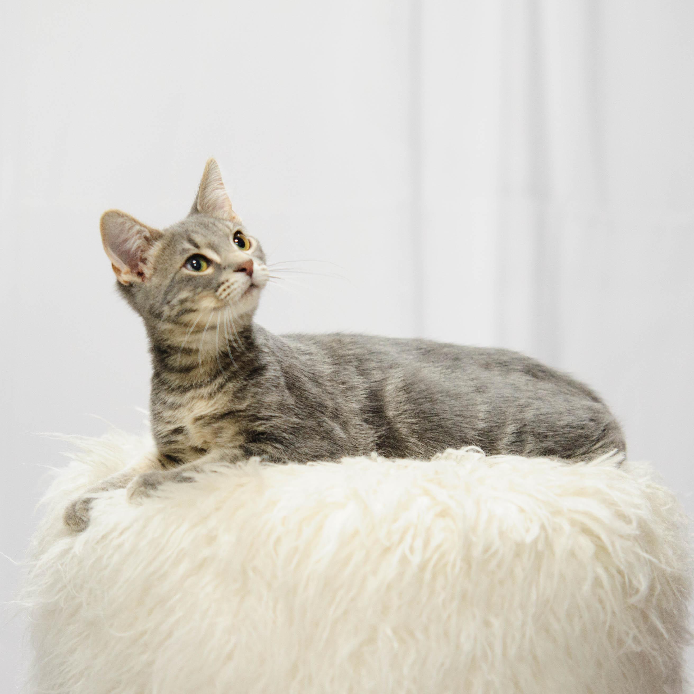 Enlarge Silco, a Adoptable Domestic Short Hair in Farmington, MN image 3/4