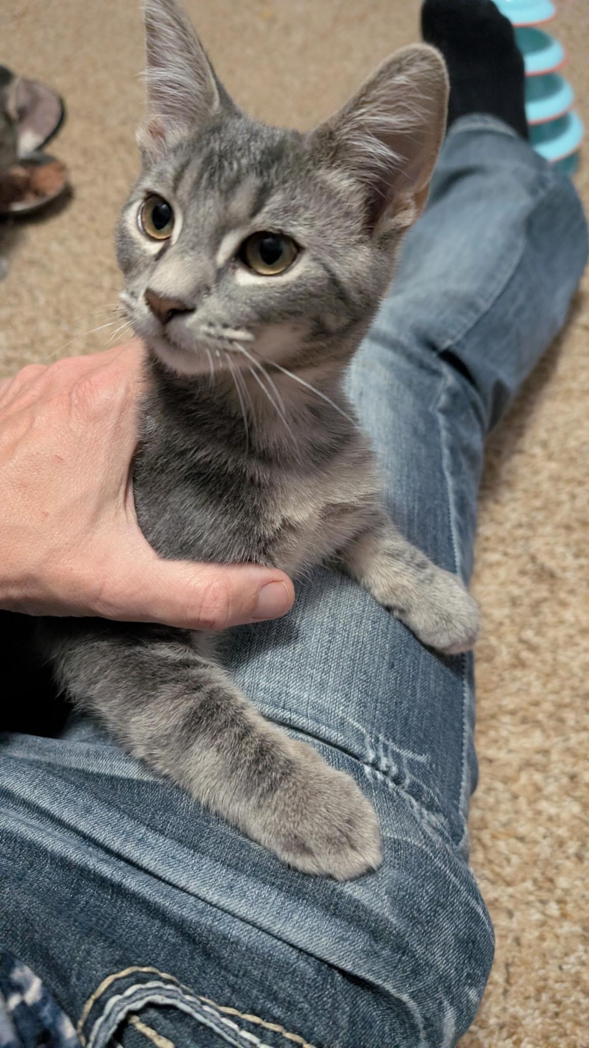 Enlarge Silco, a Adoptable Domestic Short Hair in Farmington, MN image 4/4