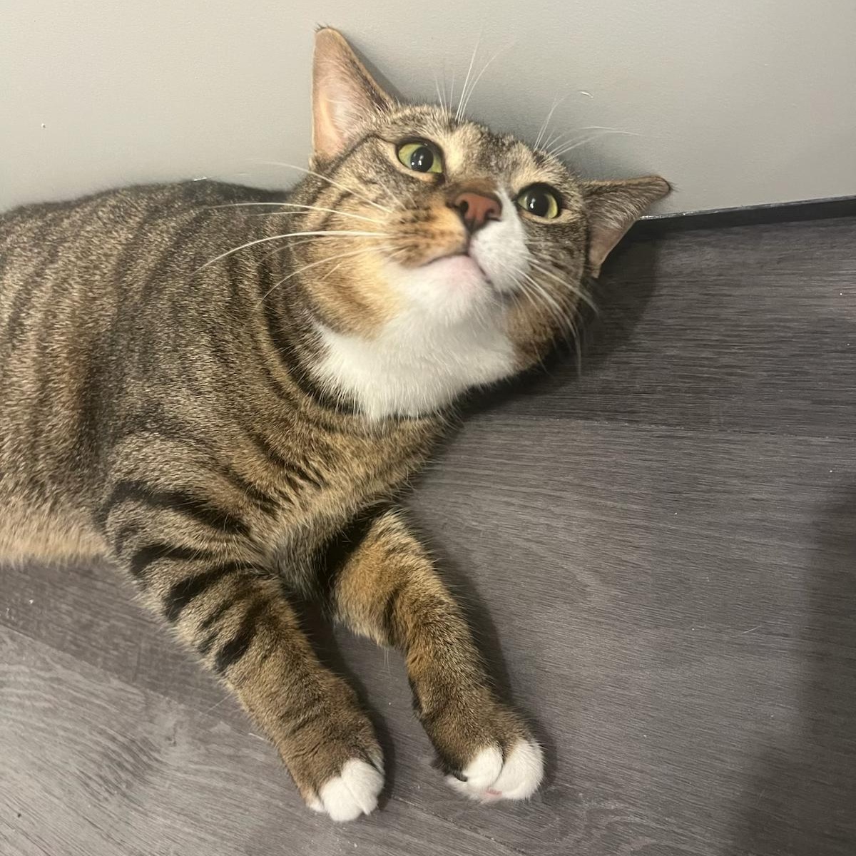 Jellyfish, a Adoptable Domestic Short Hair in Columbus, OH image 4/6