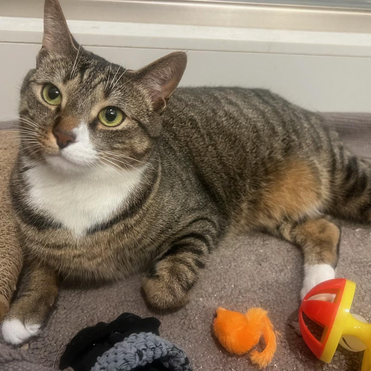 Jellyfish, Adoptable, Young Female Domestic Short Hair.
