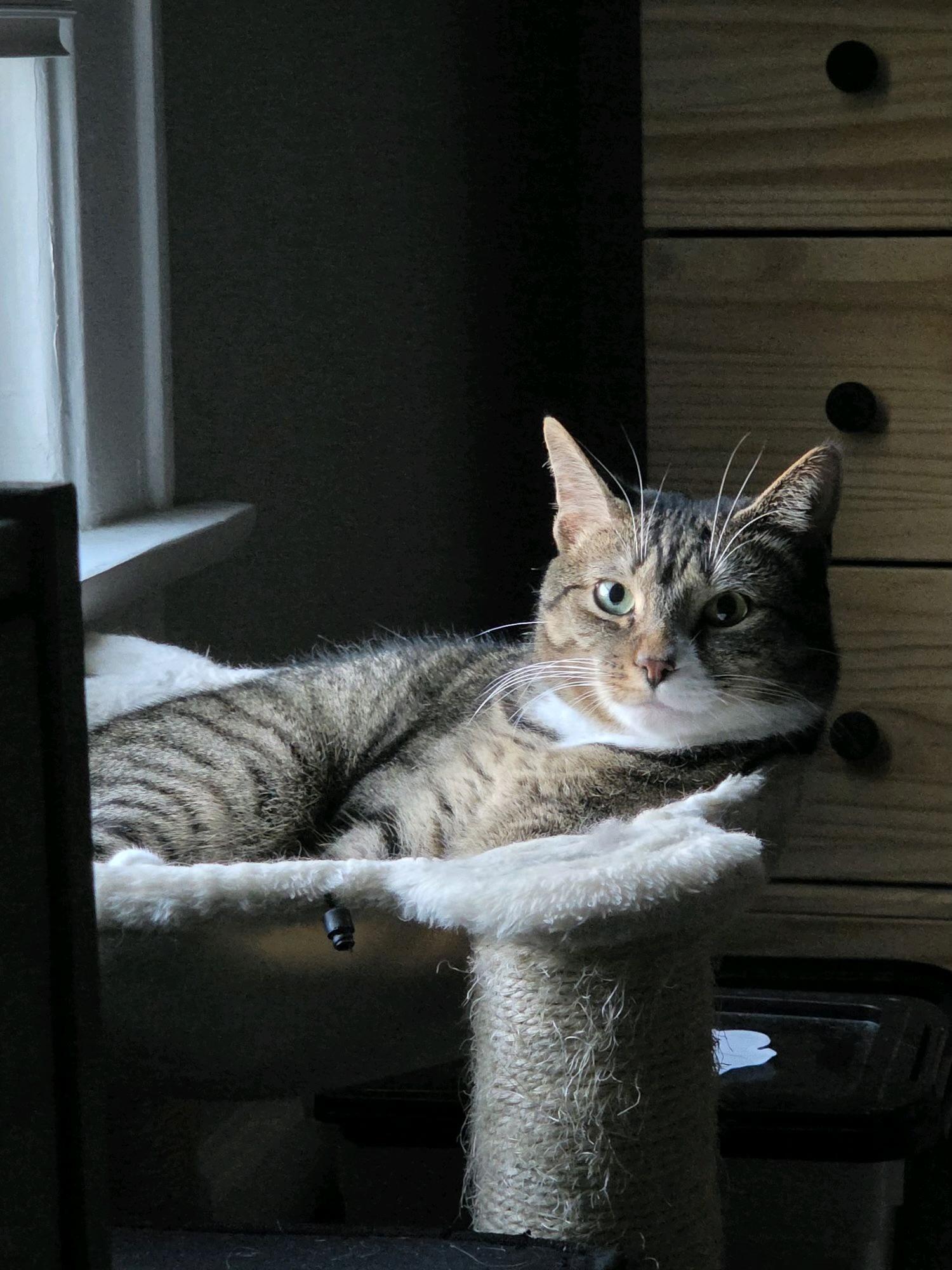 Jellyfish, Adopted, Young Female Domestic Short Hair.